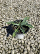 Hosta shadowland 'Waterslide'