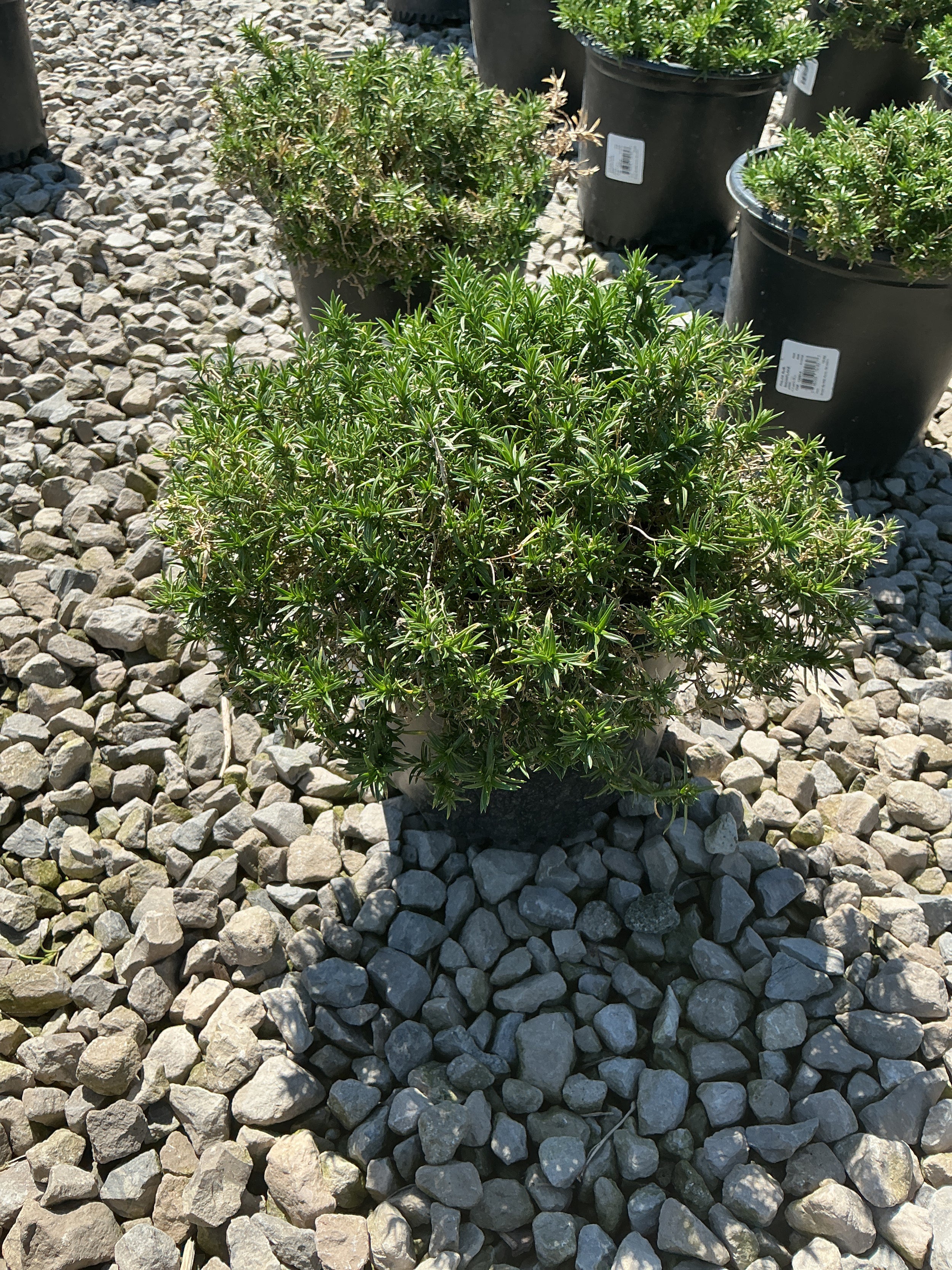 Phlox subulata 'Snowflake'