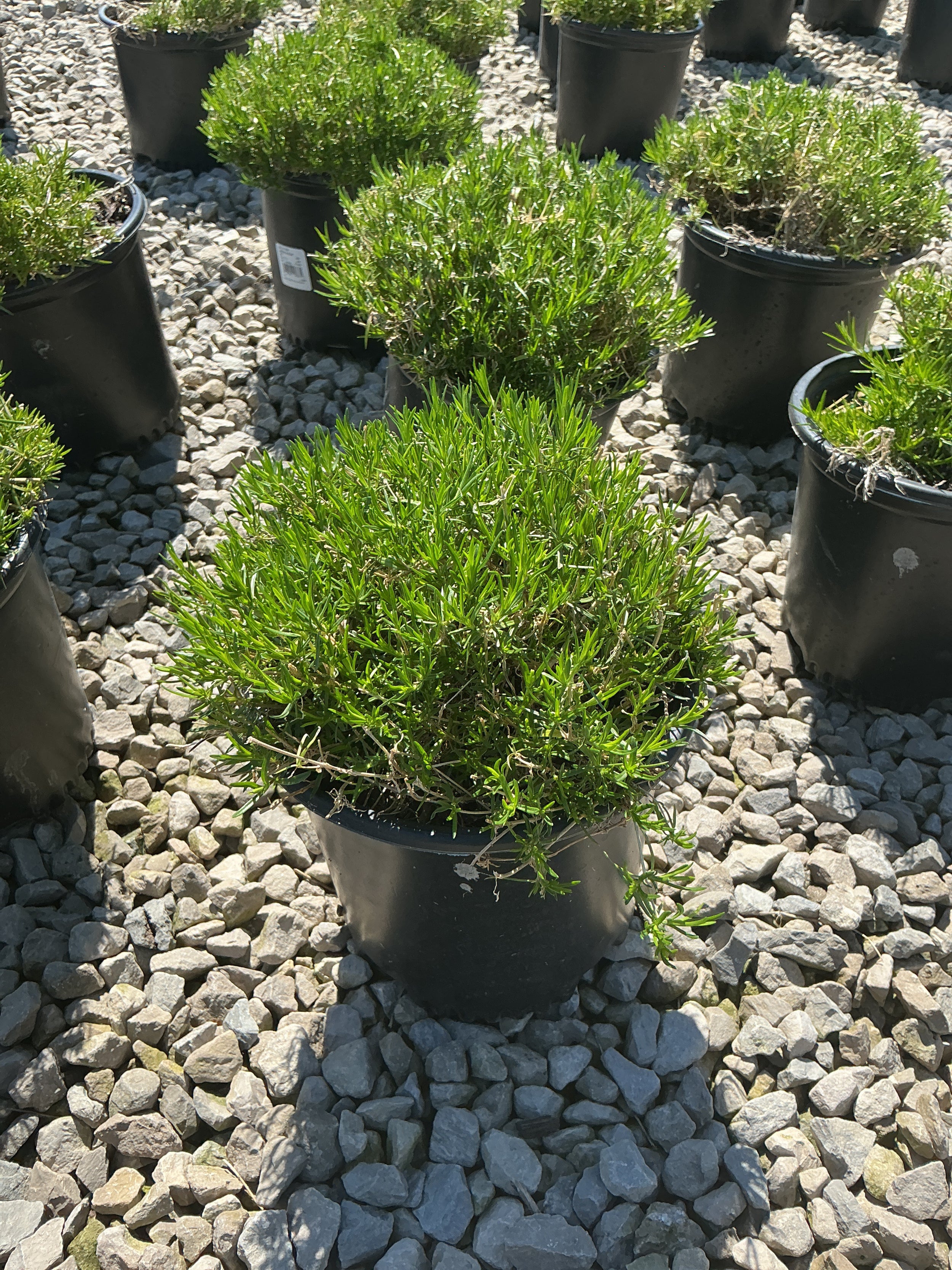 Phlox subulata 'Emerald Blue'