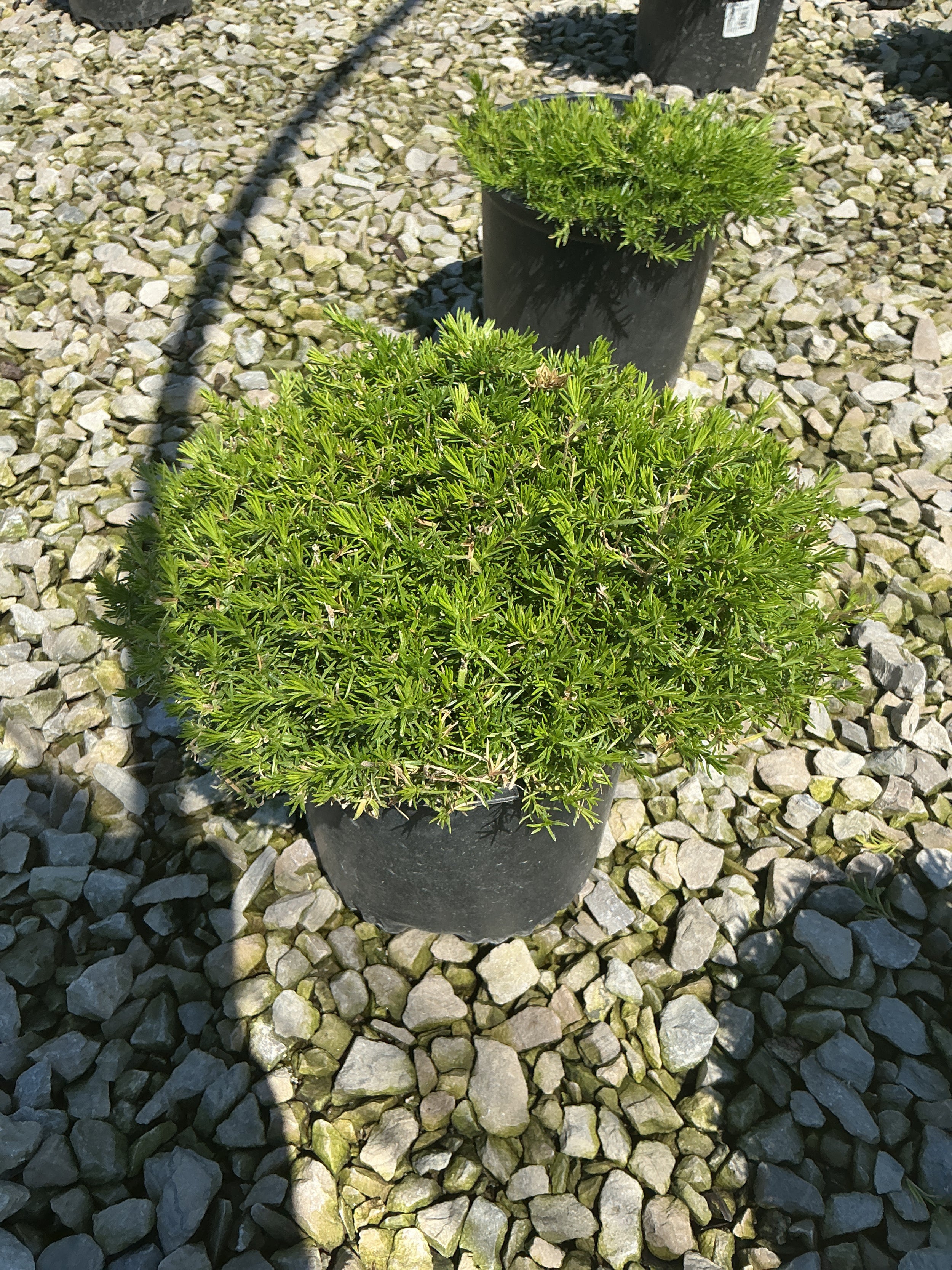 Phlox subulata 'Candy Stripe'