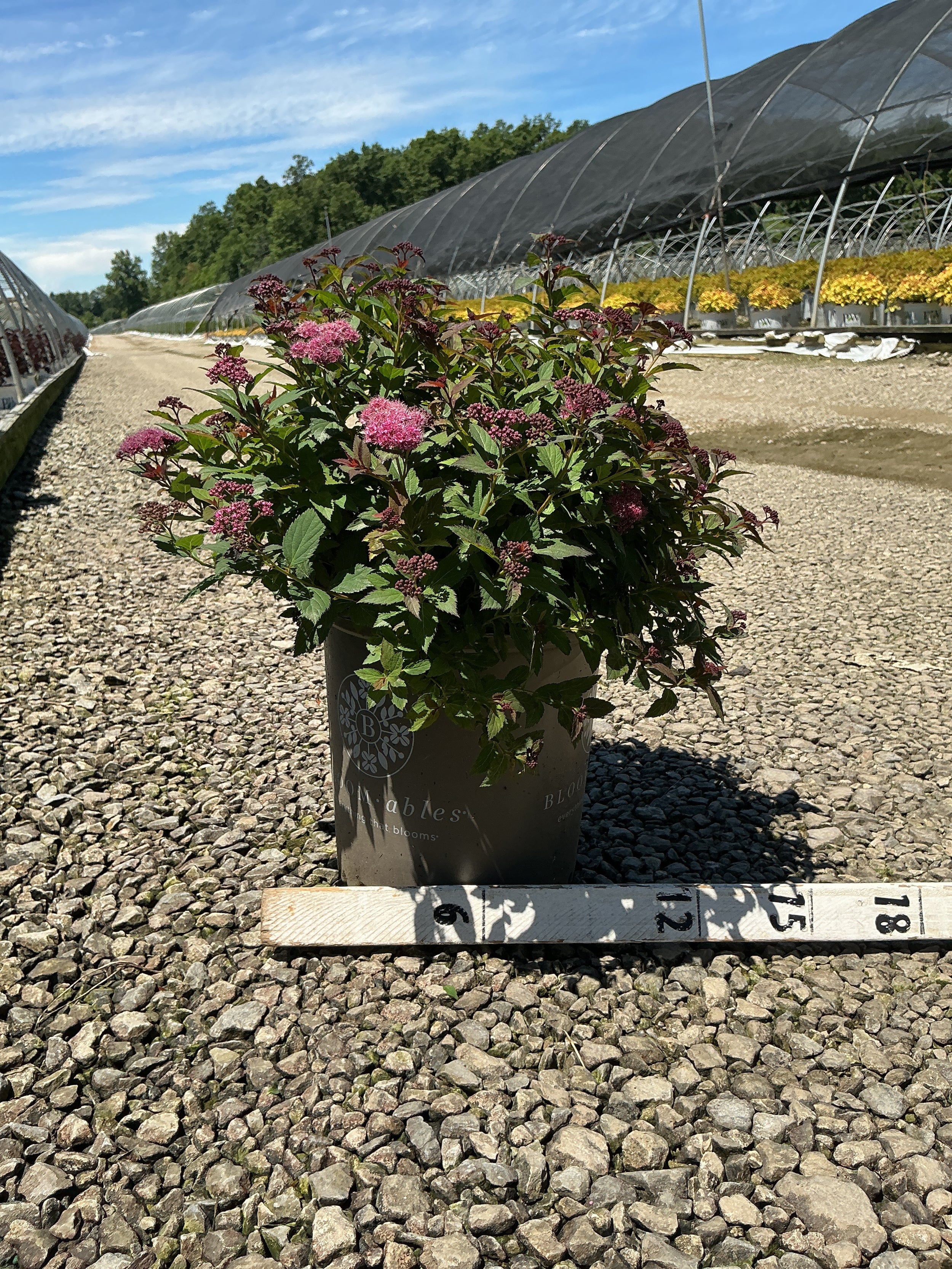 Spiraea empire 'Ice Dragon'