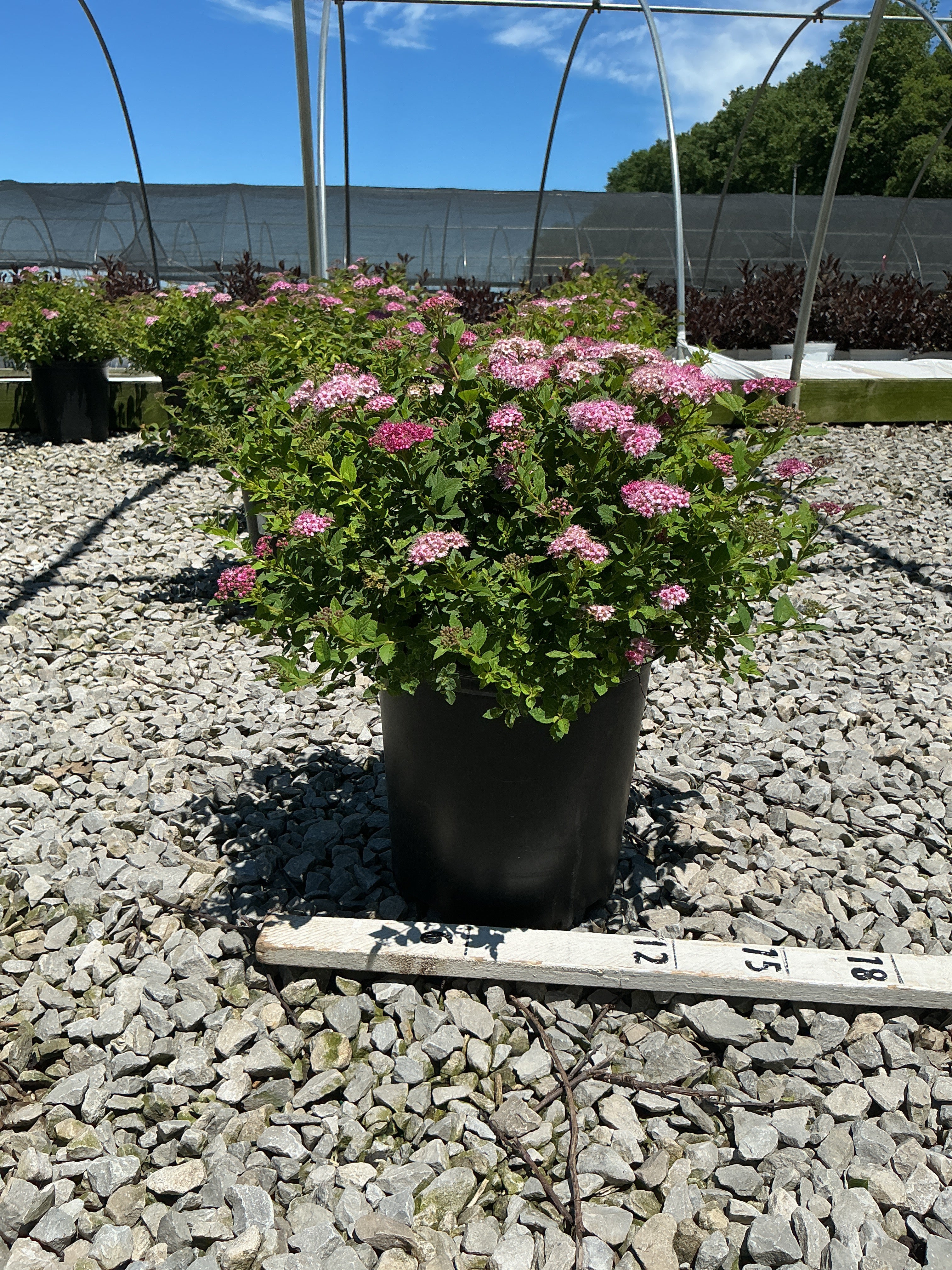Spiraea japonica 'Little Princess'