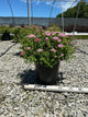 Spiraea japonica 'Little Princess'