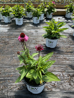 Echinacea hybrid ‘The Fuchsia is Bright’