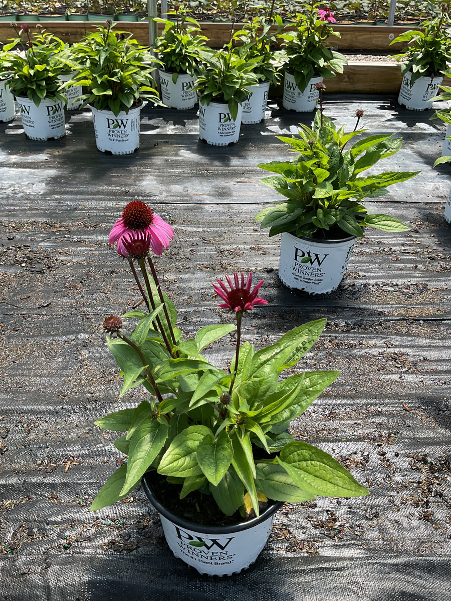 Echinacea hybrid ‘The Fuchsia is Bright’