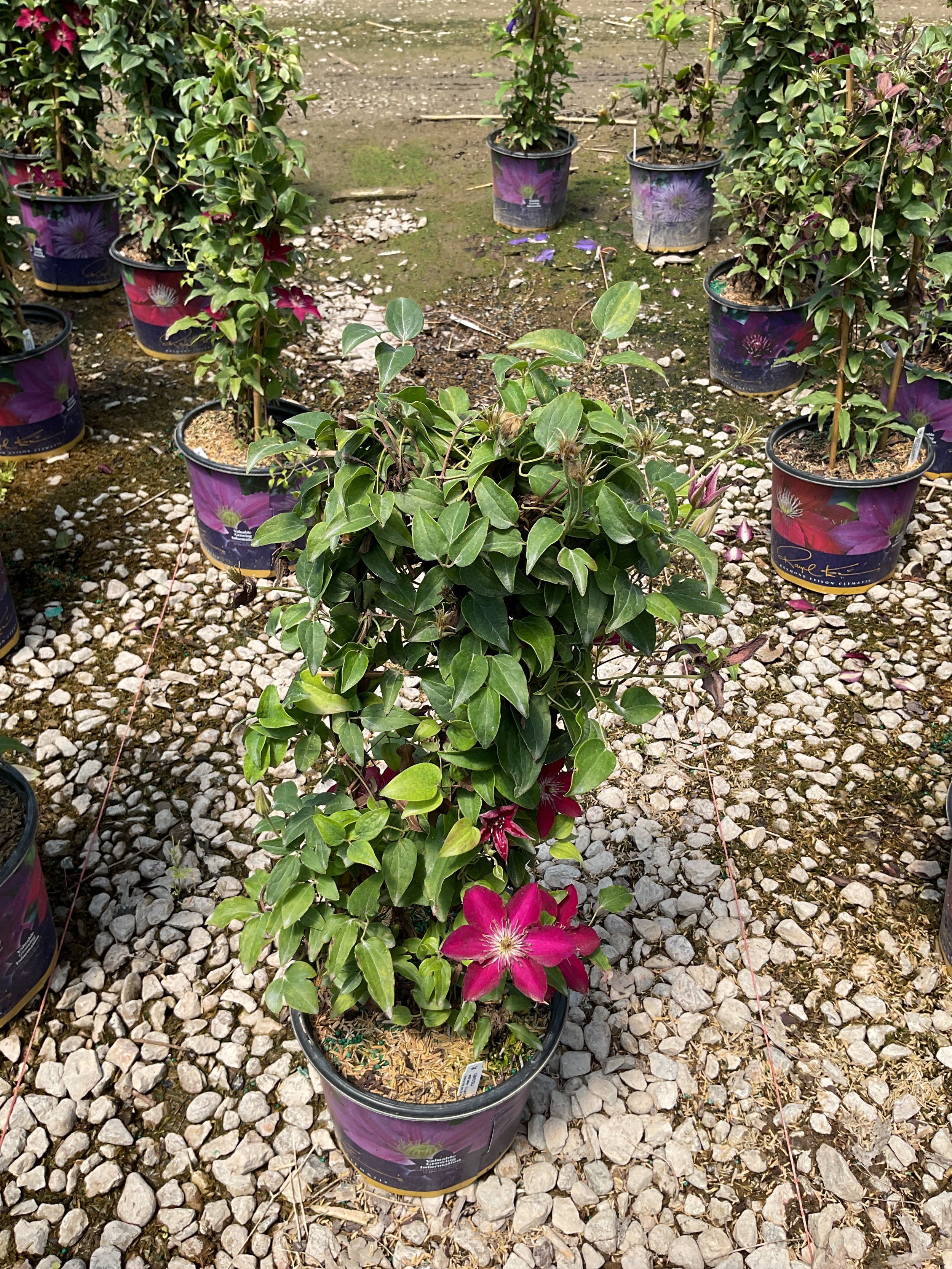 Clematis tekla