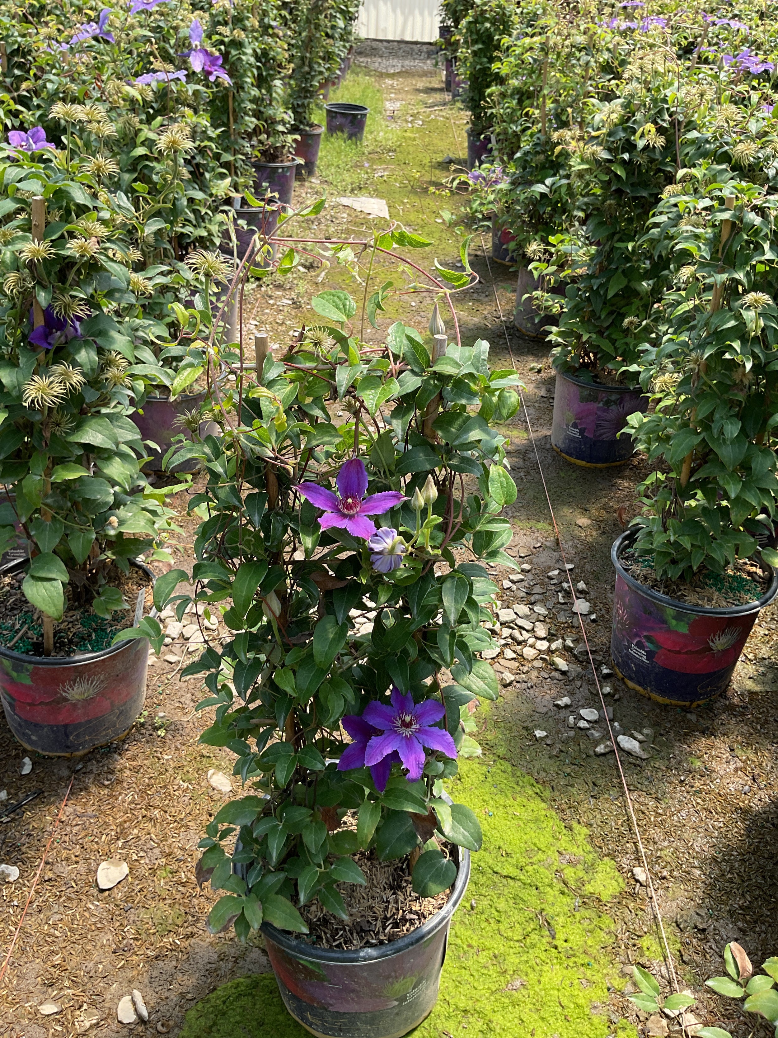 Clematis tumaini