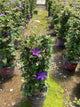 Clematis tumaini