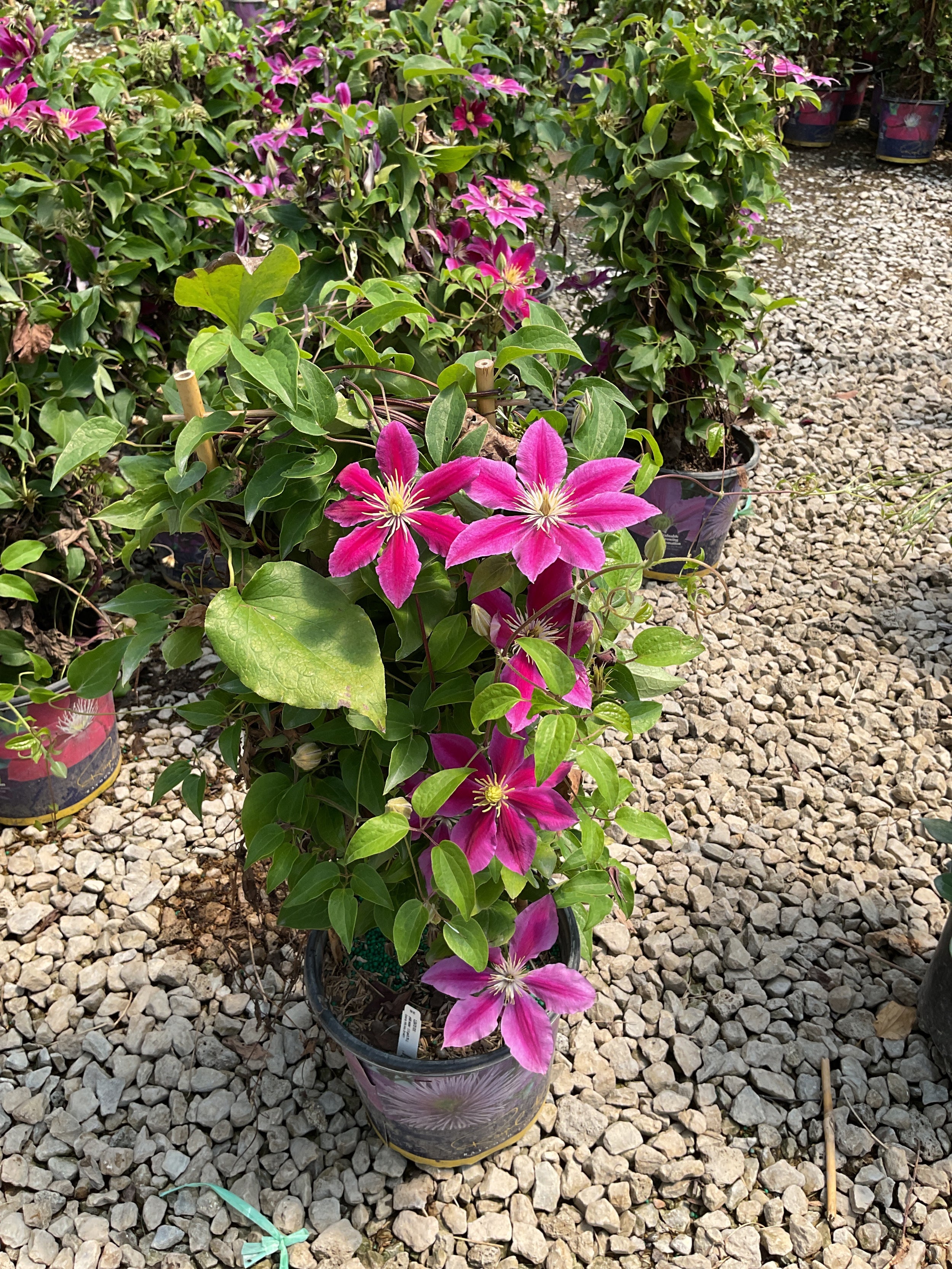 Clematis vicki