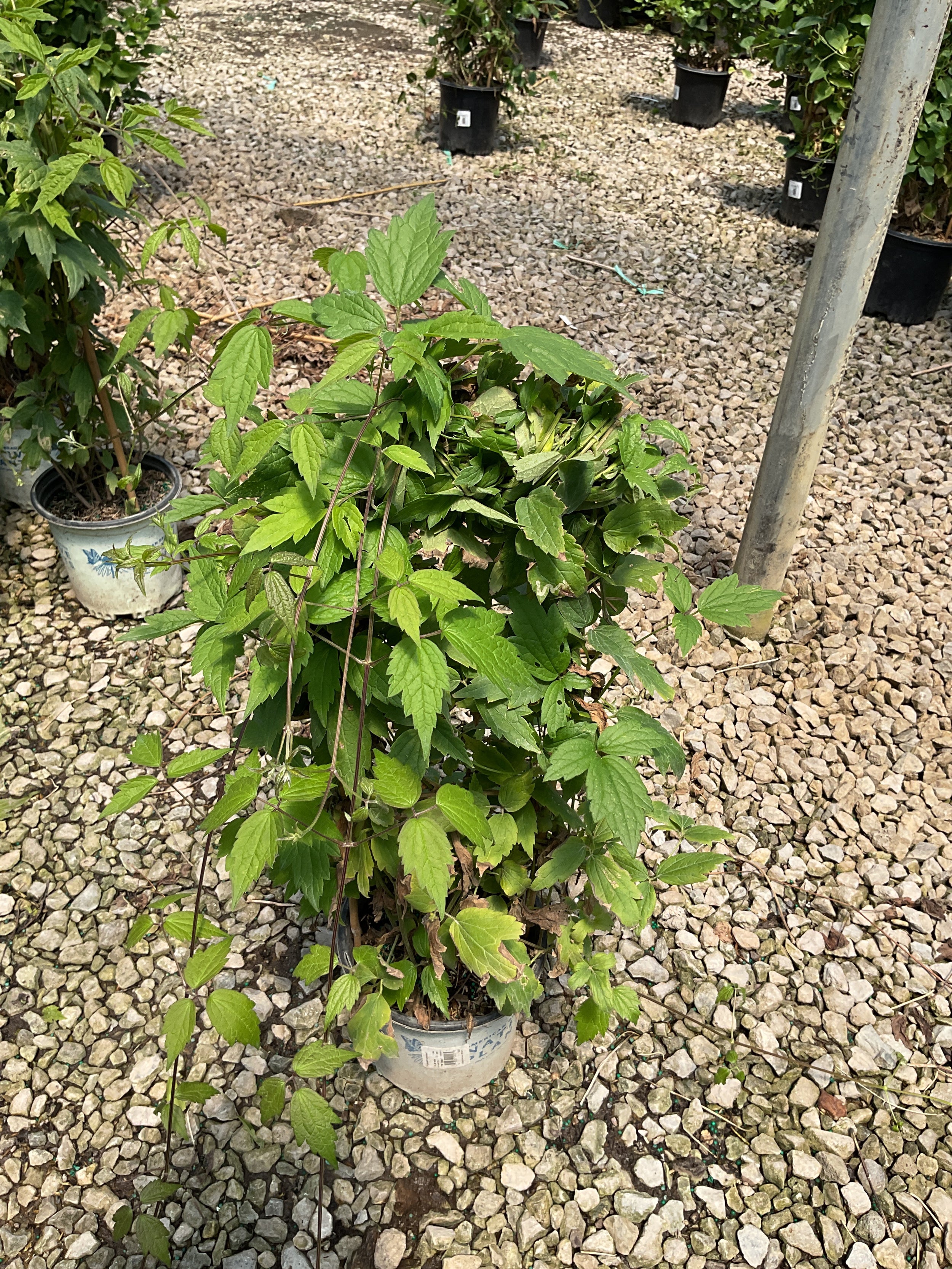 Clematis virginiana
