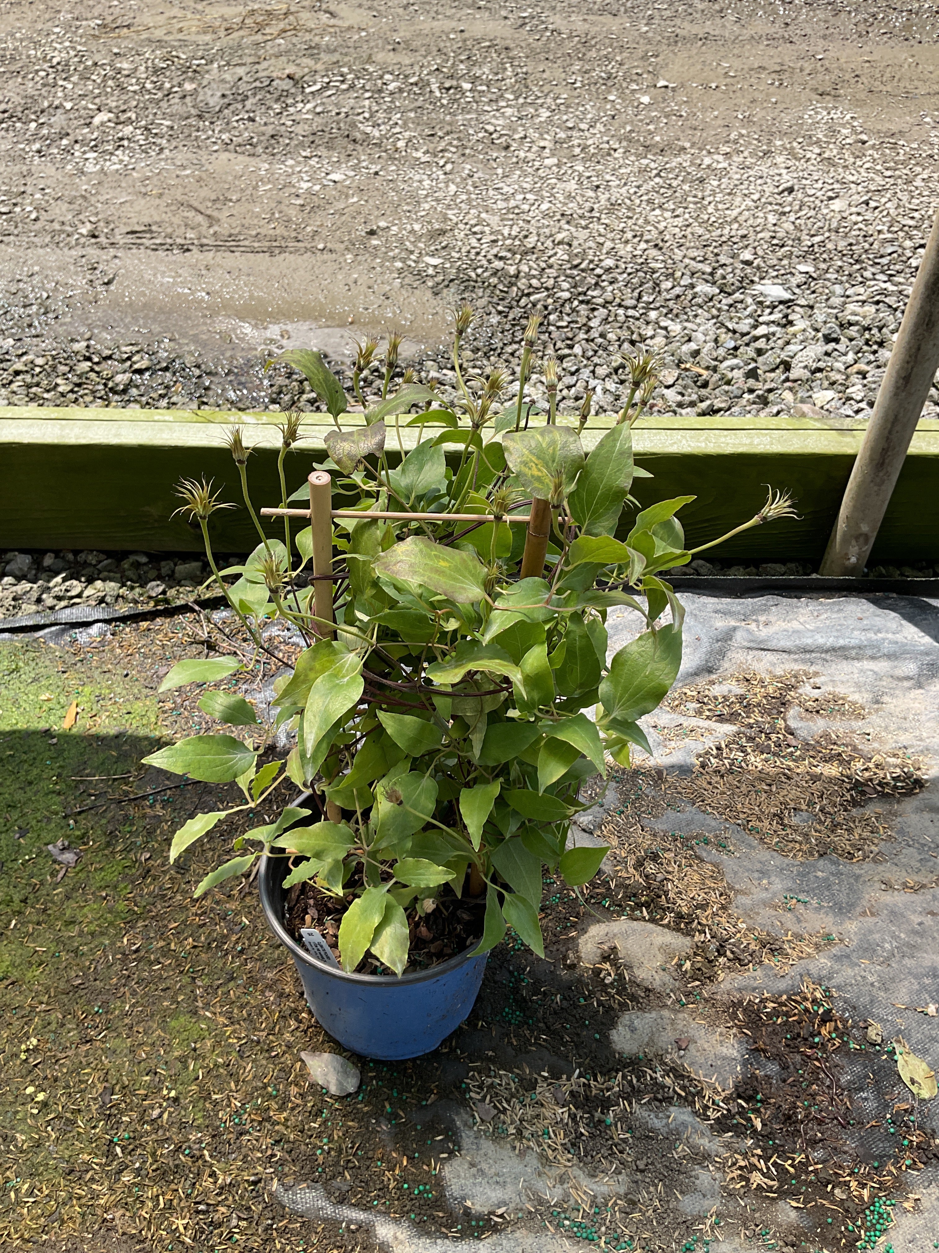 Clematis picardy