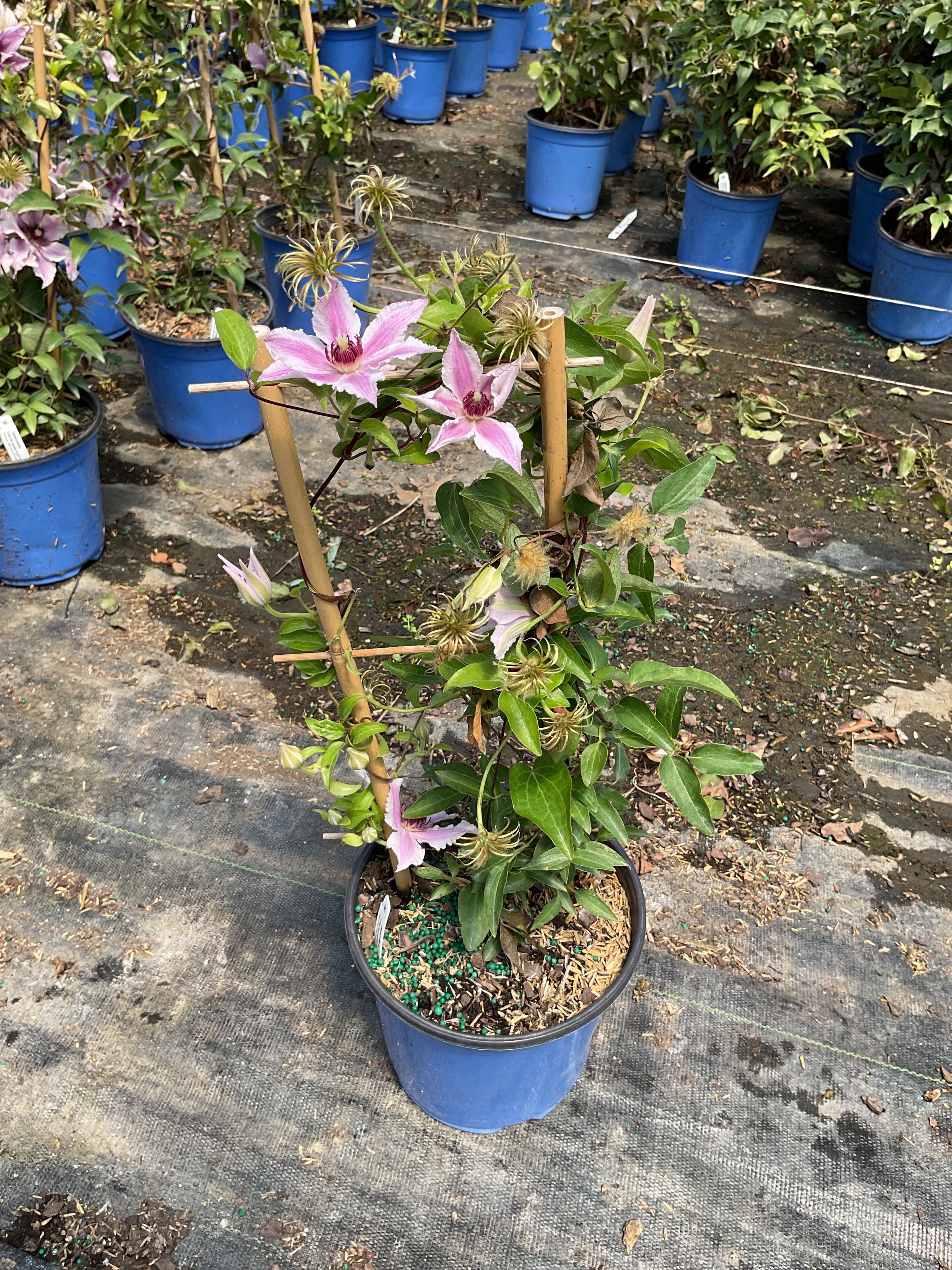 Clematis ithemba