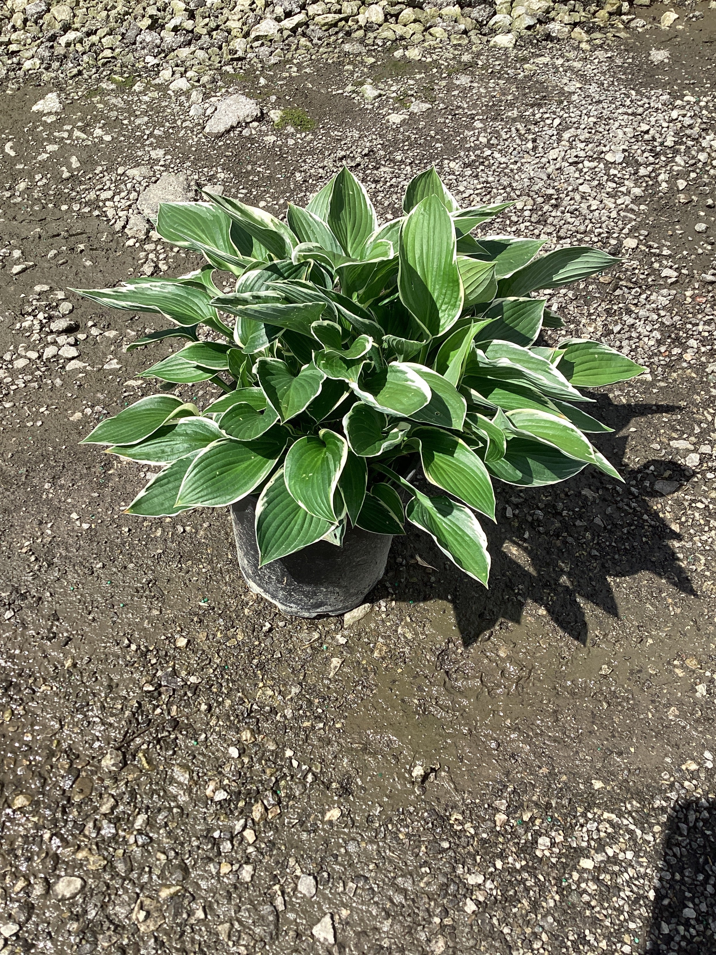 Hosta francee 'Francee'