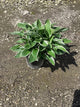 Hosta francee 'Francee'