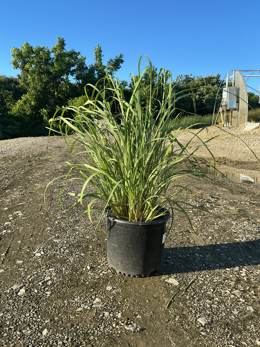 Saccharum ravennae â€” G3