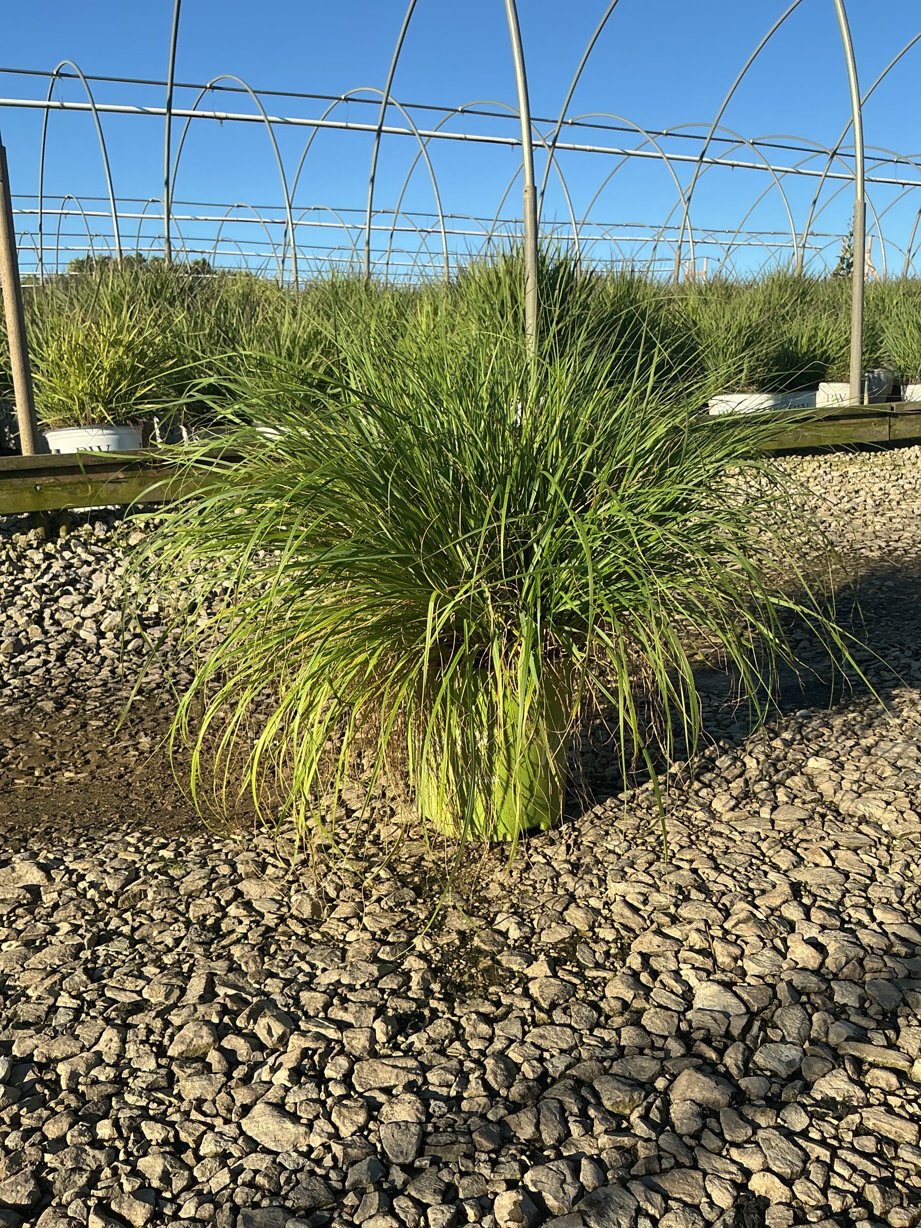 Pennisetum 'Pe. Al. Praline'