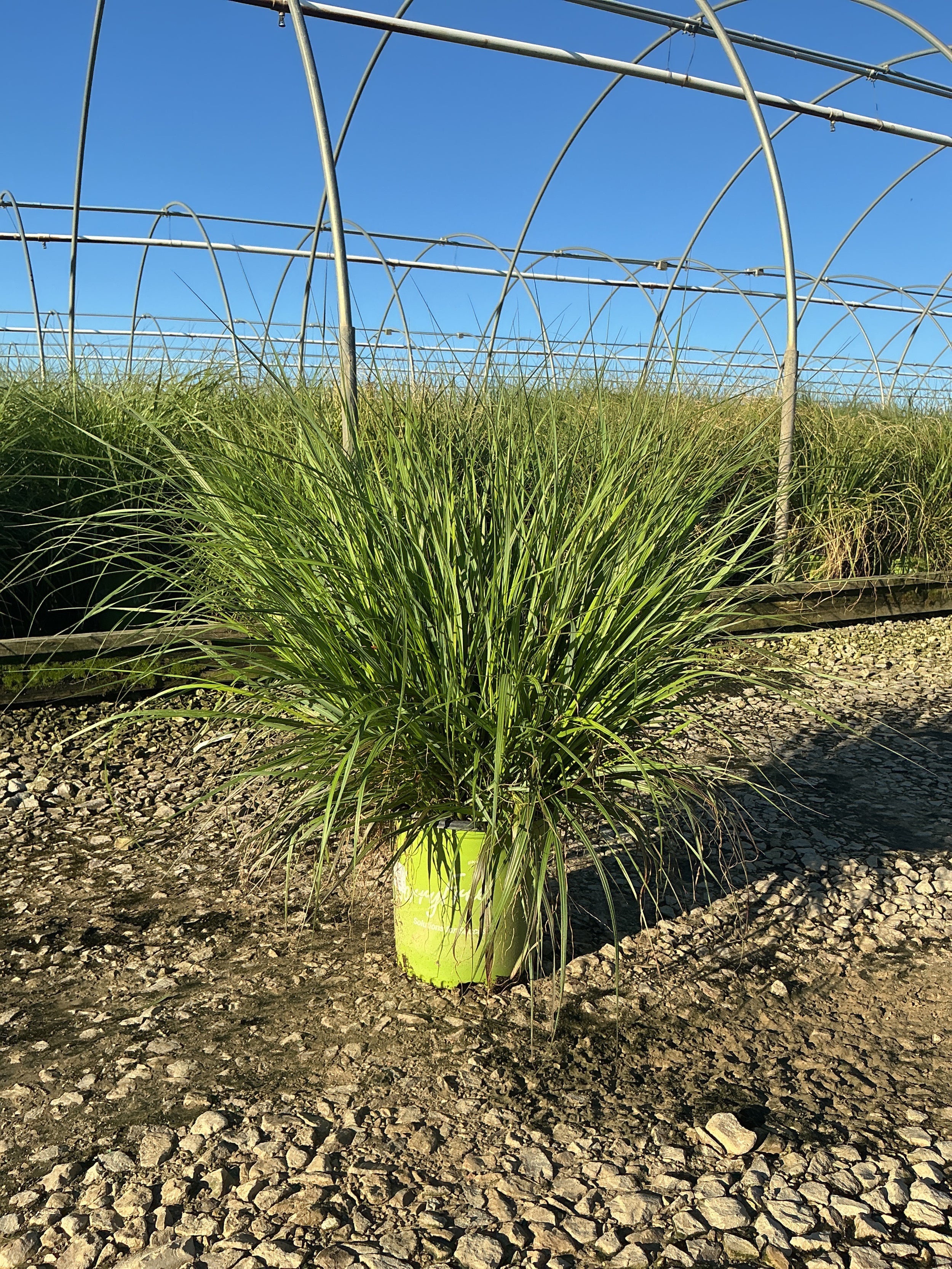 Pennisetum 'Pe. Al. Cayenne'