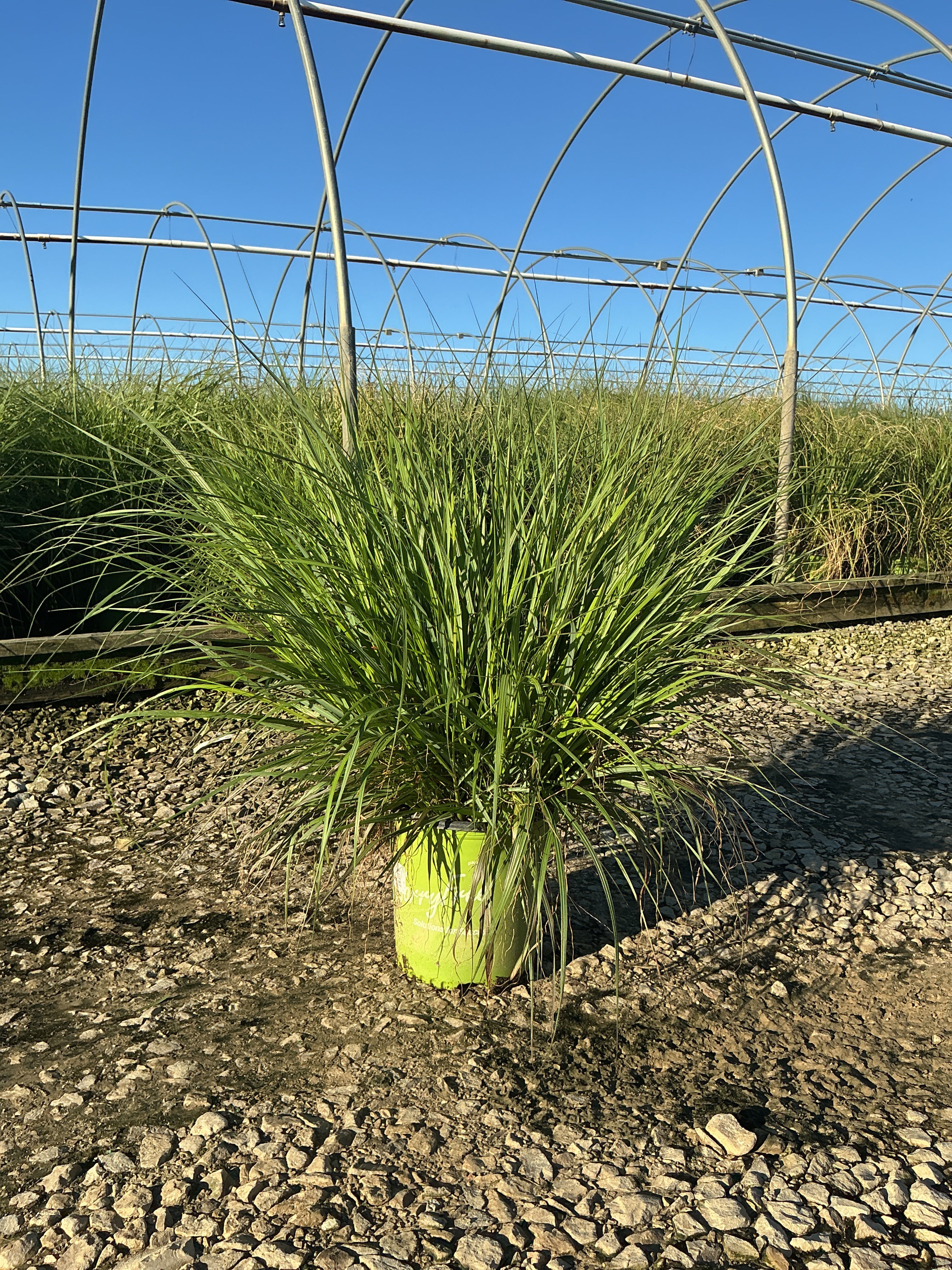 Pennisetum 'Pe. Al. Cayenne'