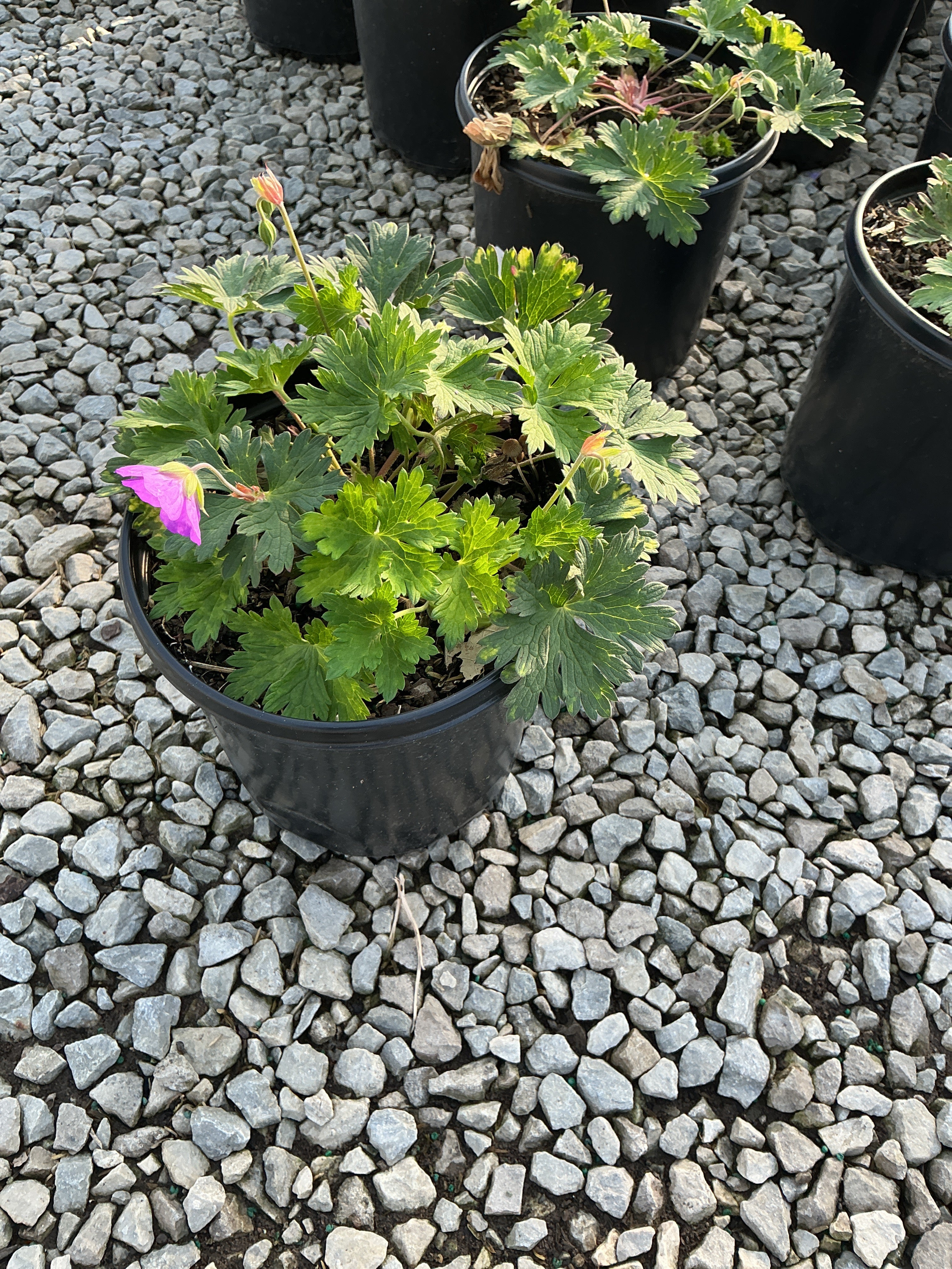 Geranium x 'Rozanne'