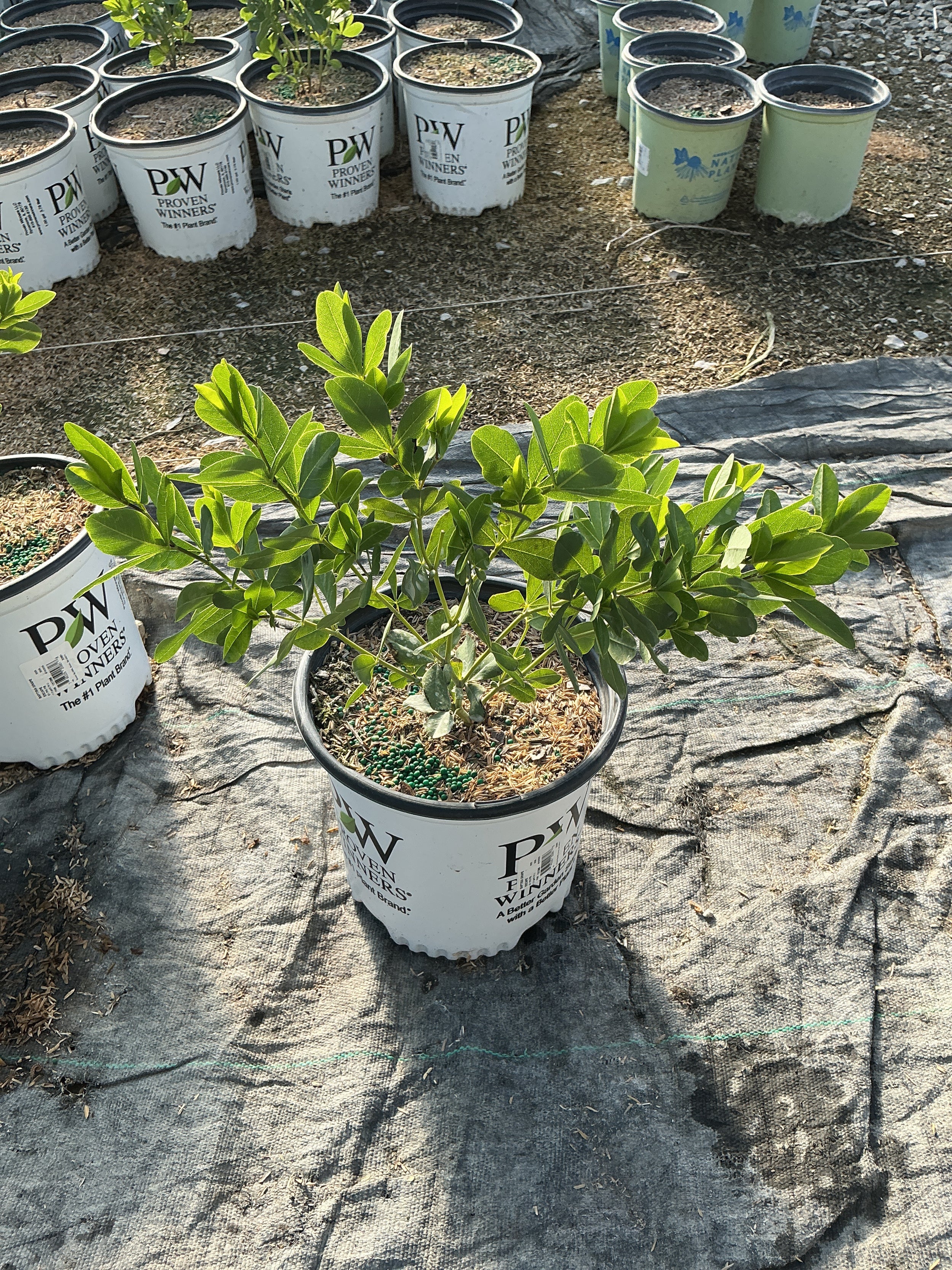 Baptisia '‘Grape Escape’'