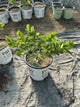 Baptisia '‘Grape Escape’'