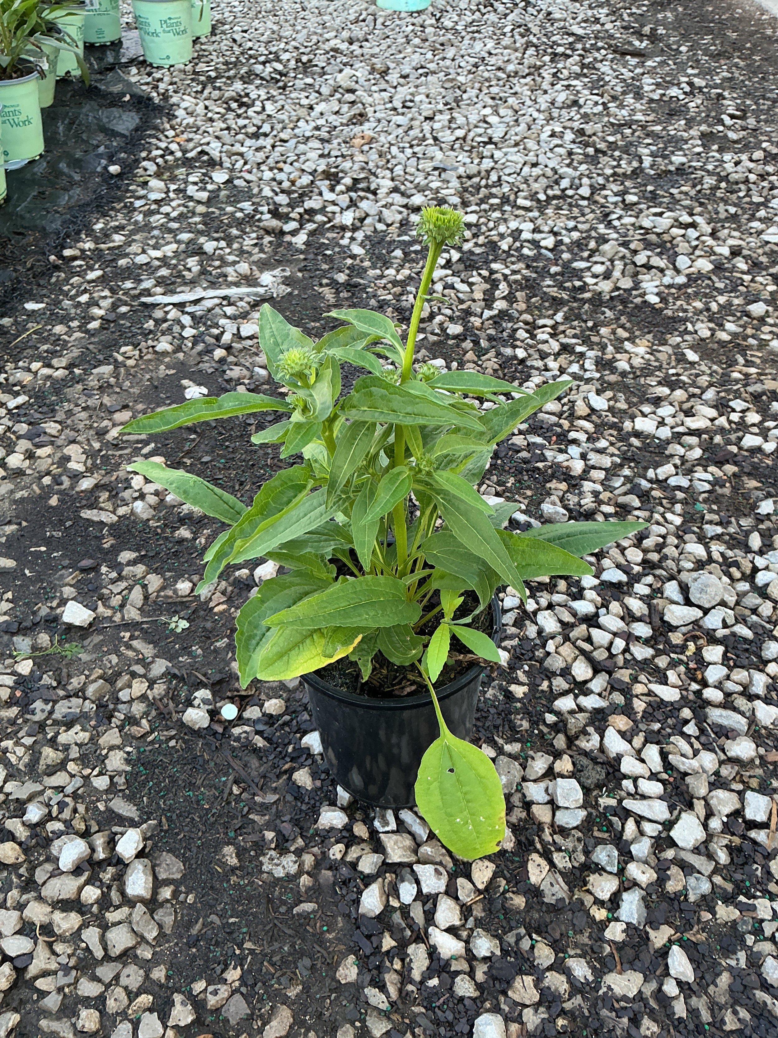 Echinacea artisan 'Red Ombre'