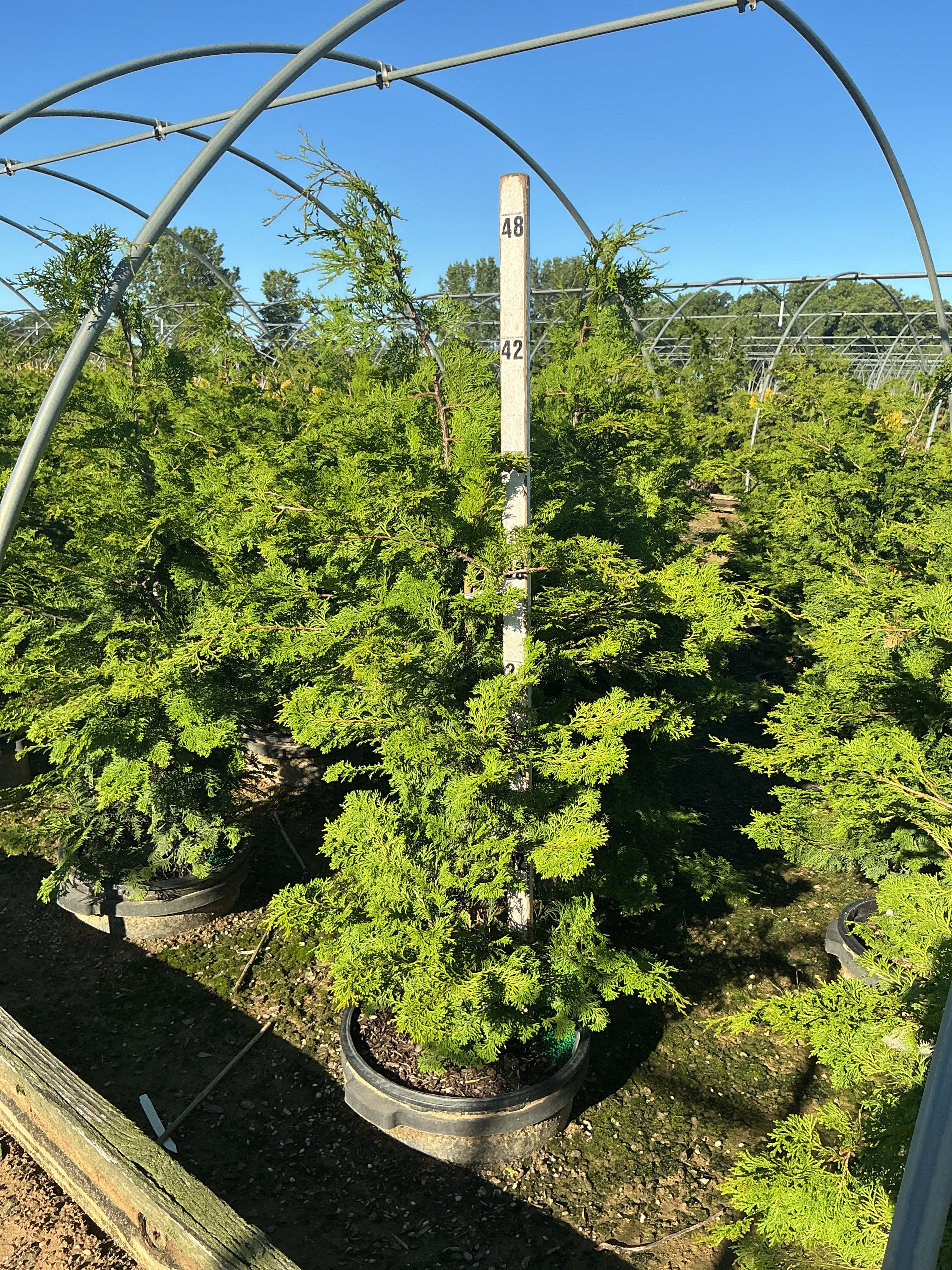 Chamaecyparis obtusa 'Compacta'