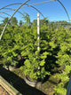 Chamaecyparis obtusa 'Compacta'