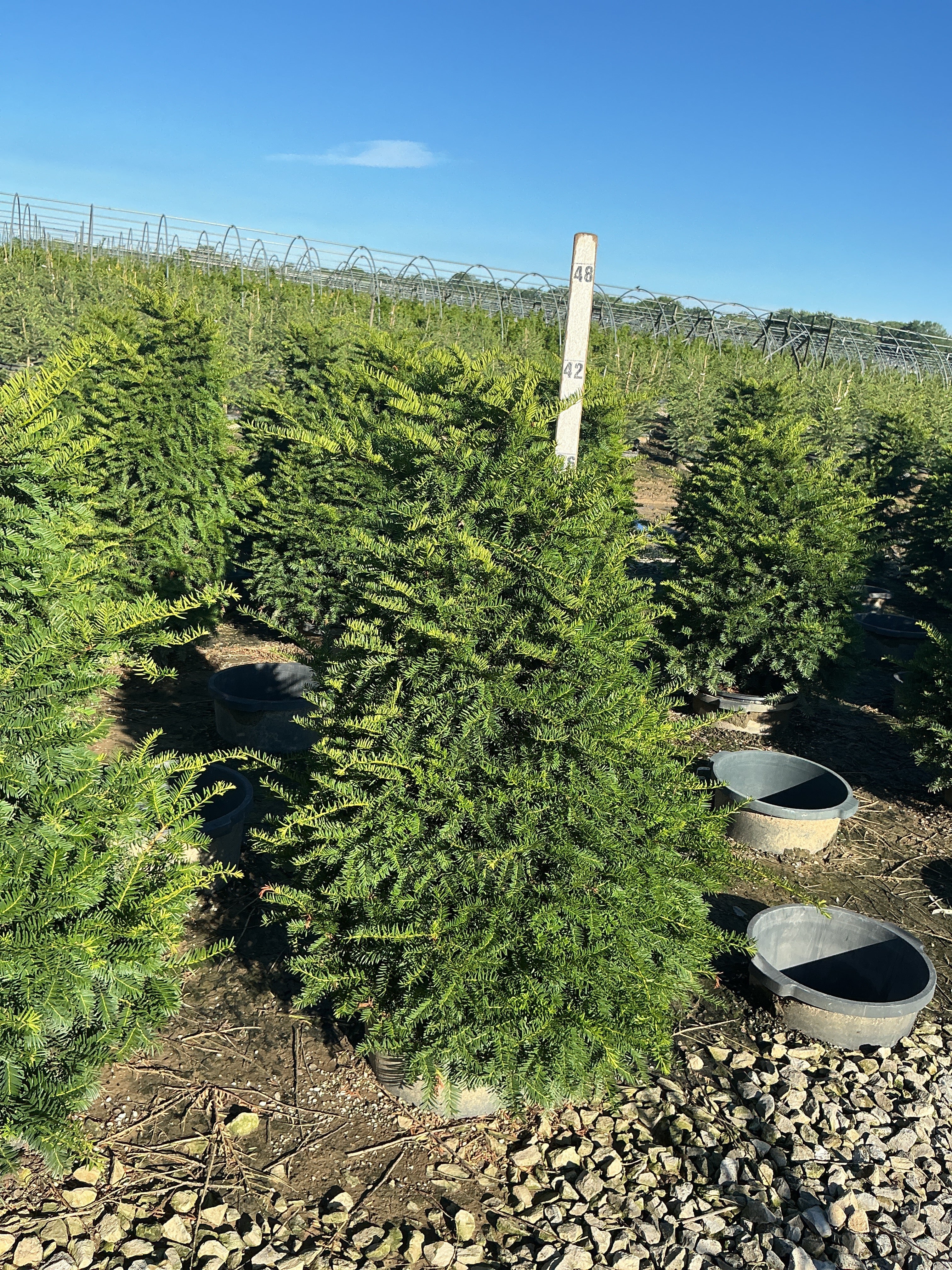 Taxus cuspidata 'Captain'