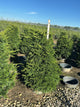 Taxus cuspidata 'Captain'