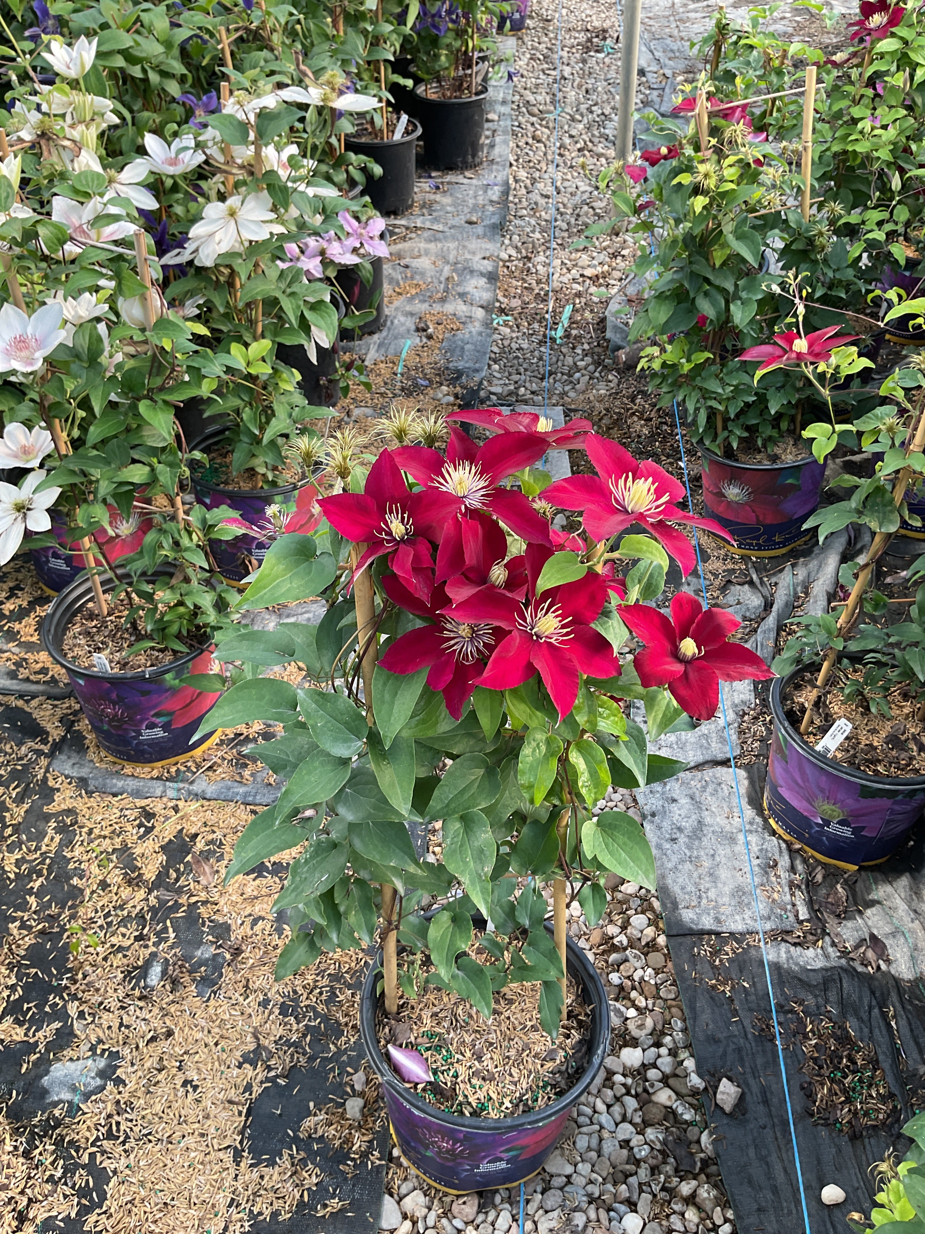 Clematis elpis
