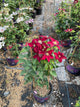 Clematis elpis
