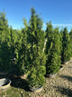 Thuja occidentalis 'Thin Man'