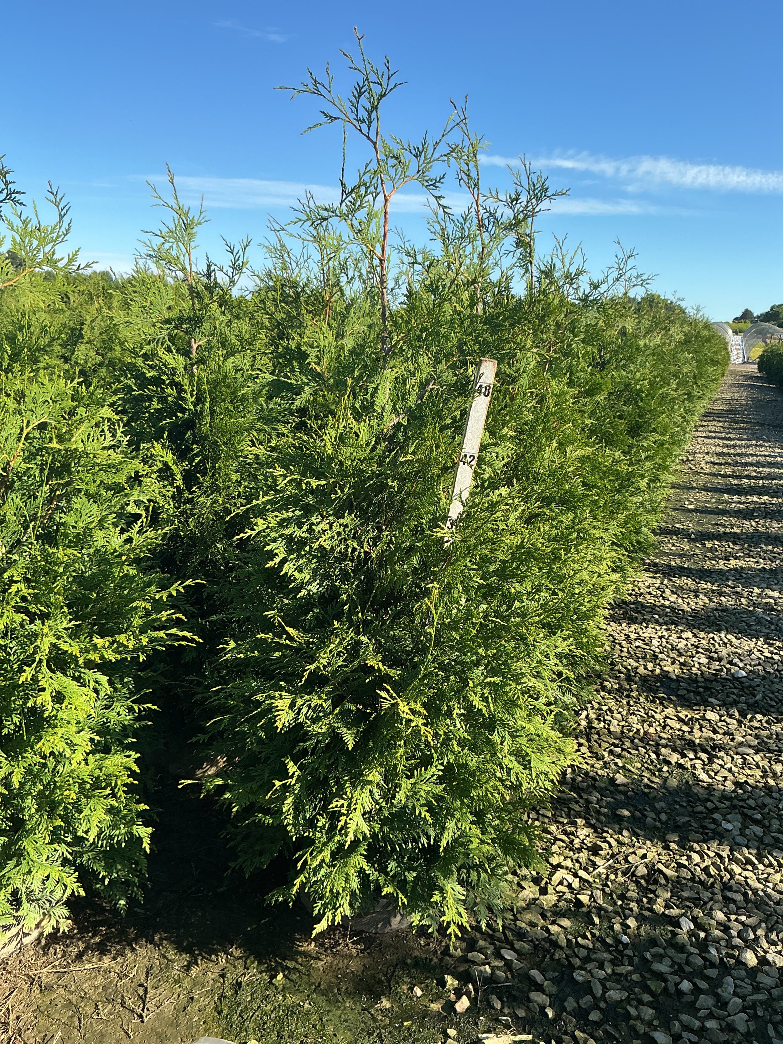 Thuja plicata 'Green Giant'