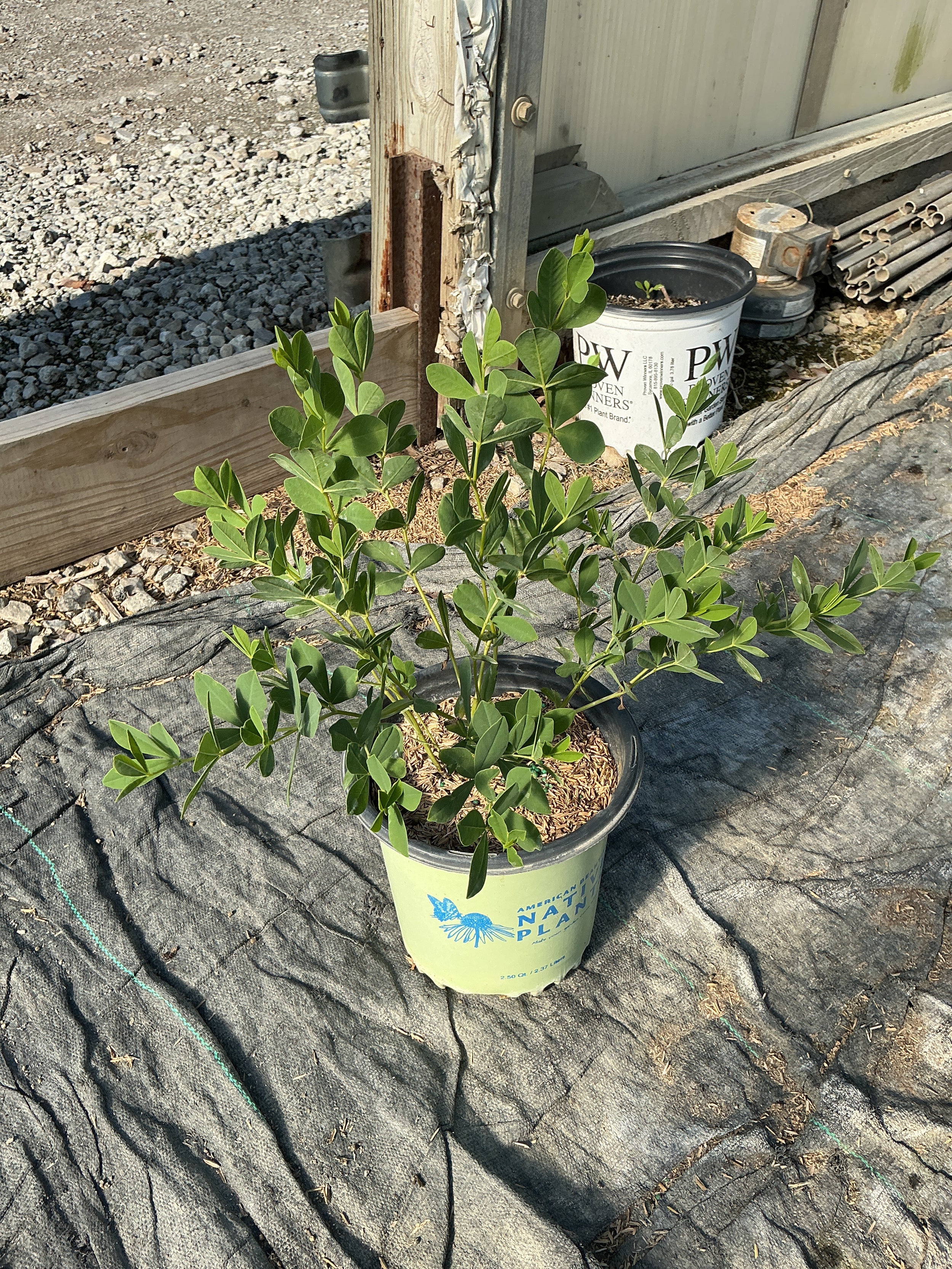 Baptisia australis