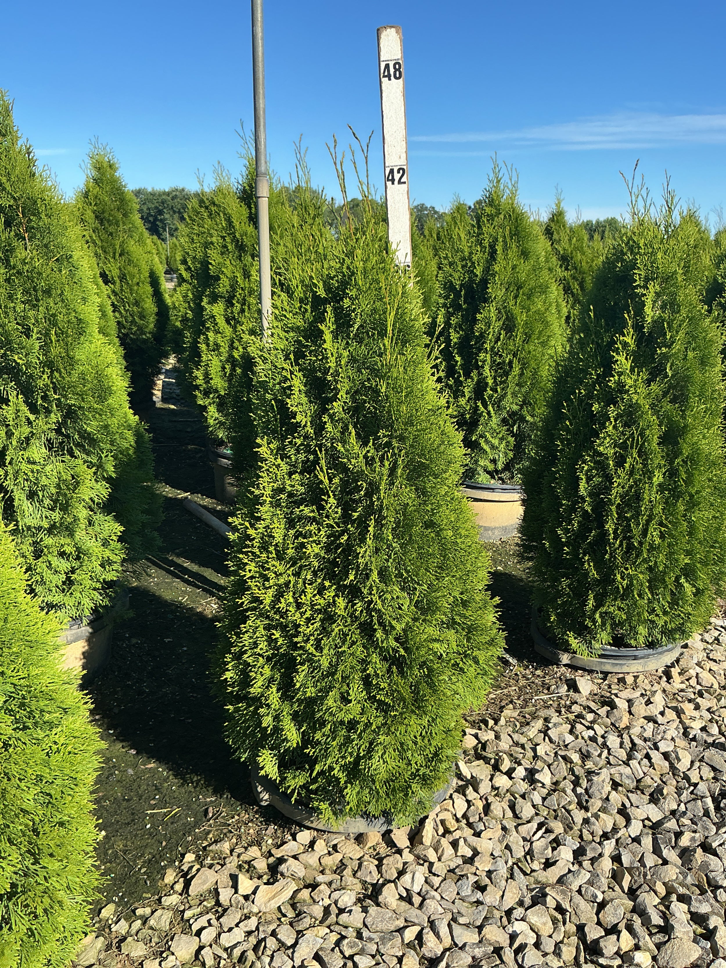 Thuja occidentalis 'Smaragd'