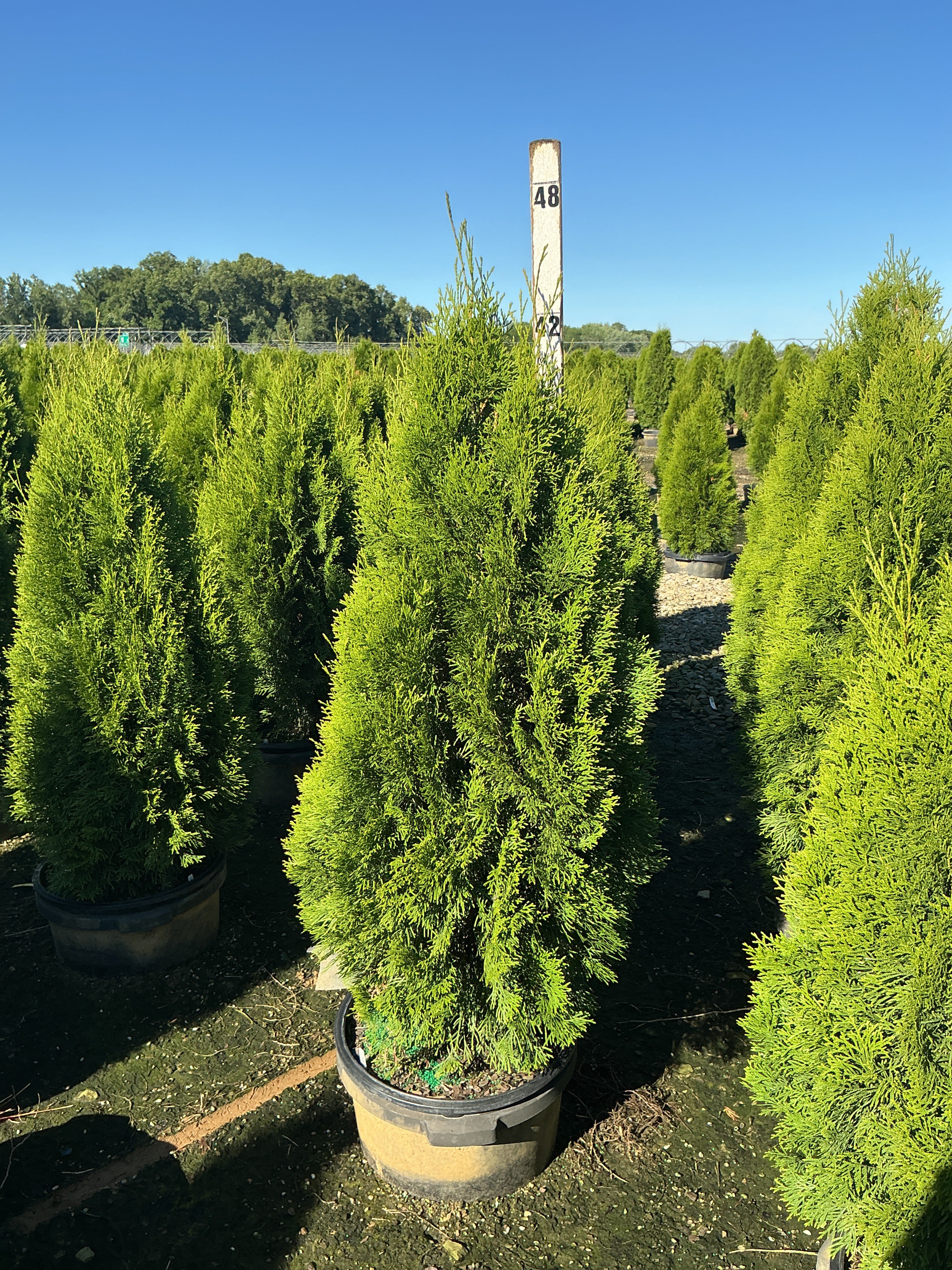Thuja occidentalis 'Smaragd'