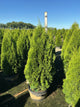 Thuja occidentalis 'Smaragd'