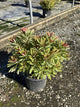 Euphorbia x martinii 'Ascot Rainbow'