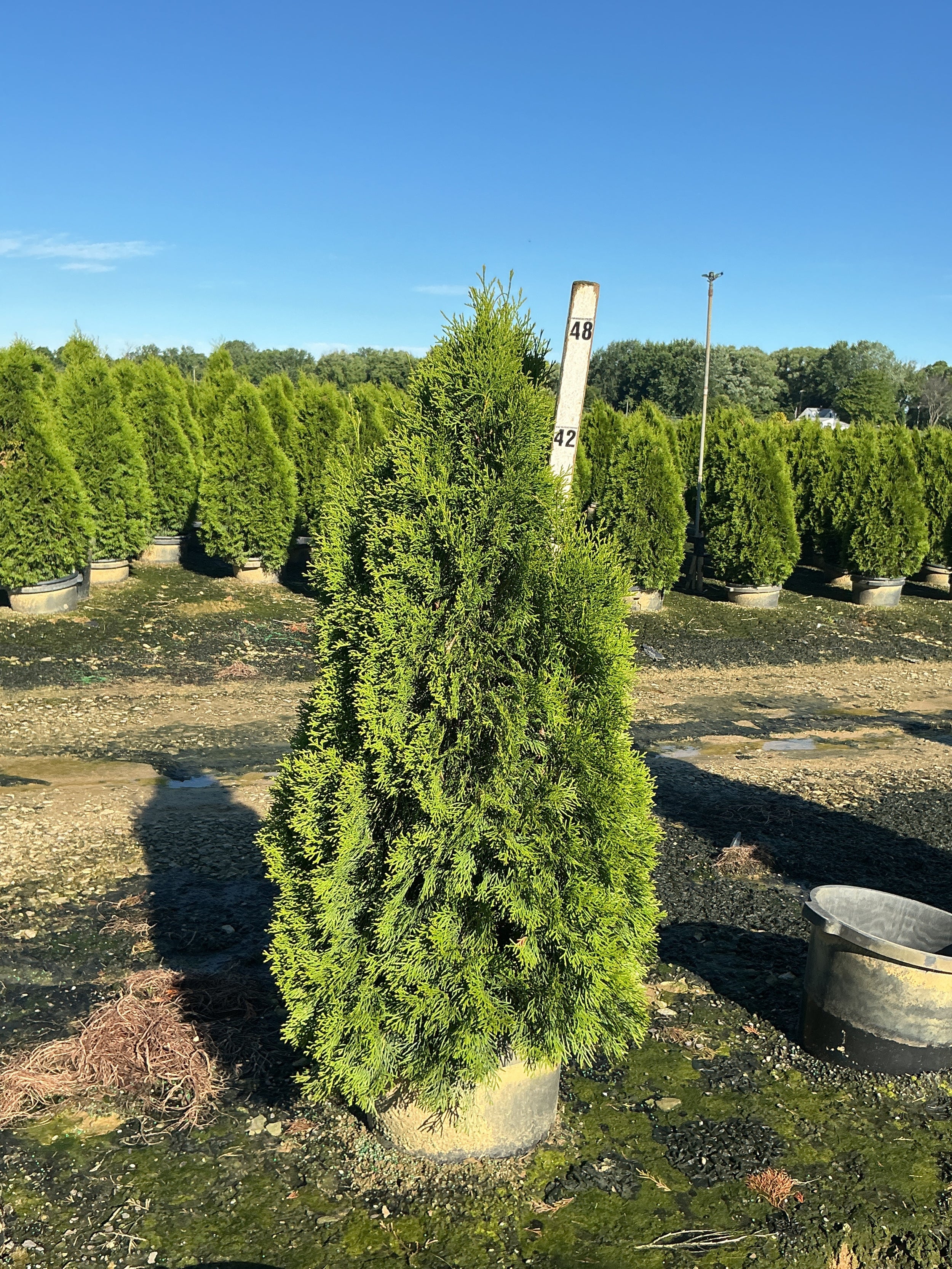 Thuja occidentalis 'Smaragd'