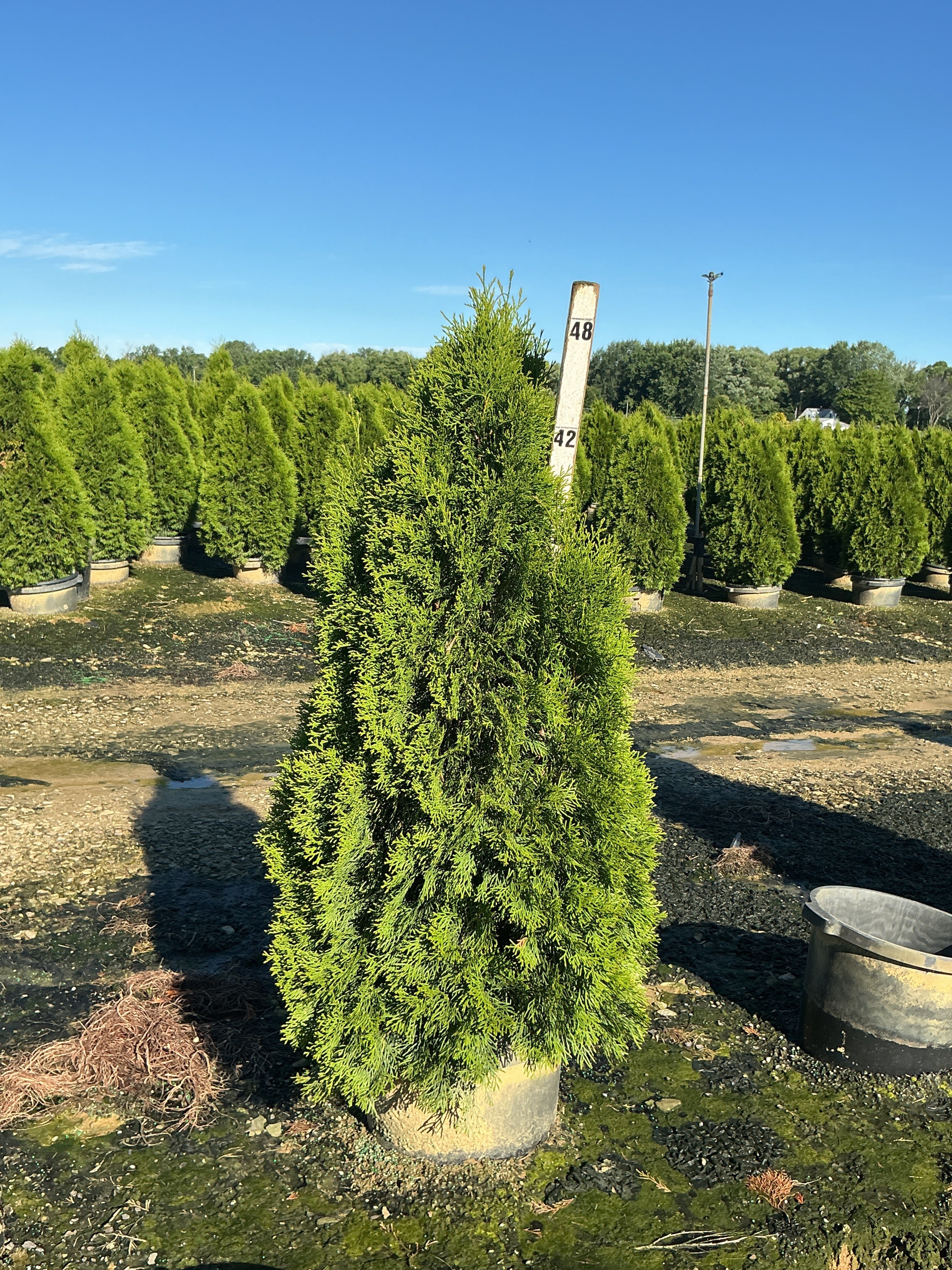 Thuja occidentalis 'Smaragd'