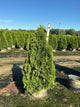 Thuja occidentalis 'Smaragd'