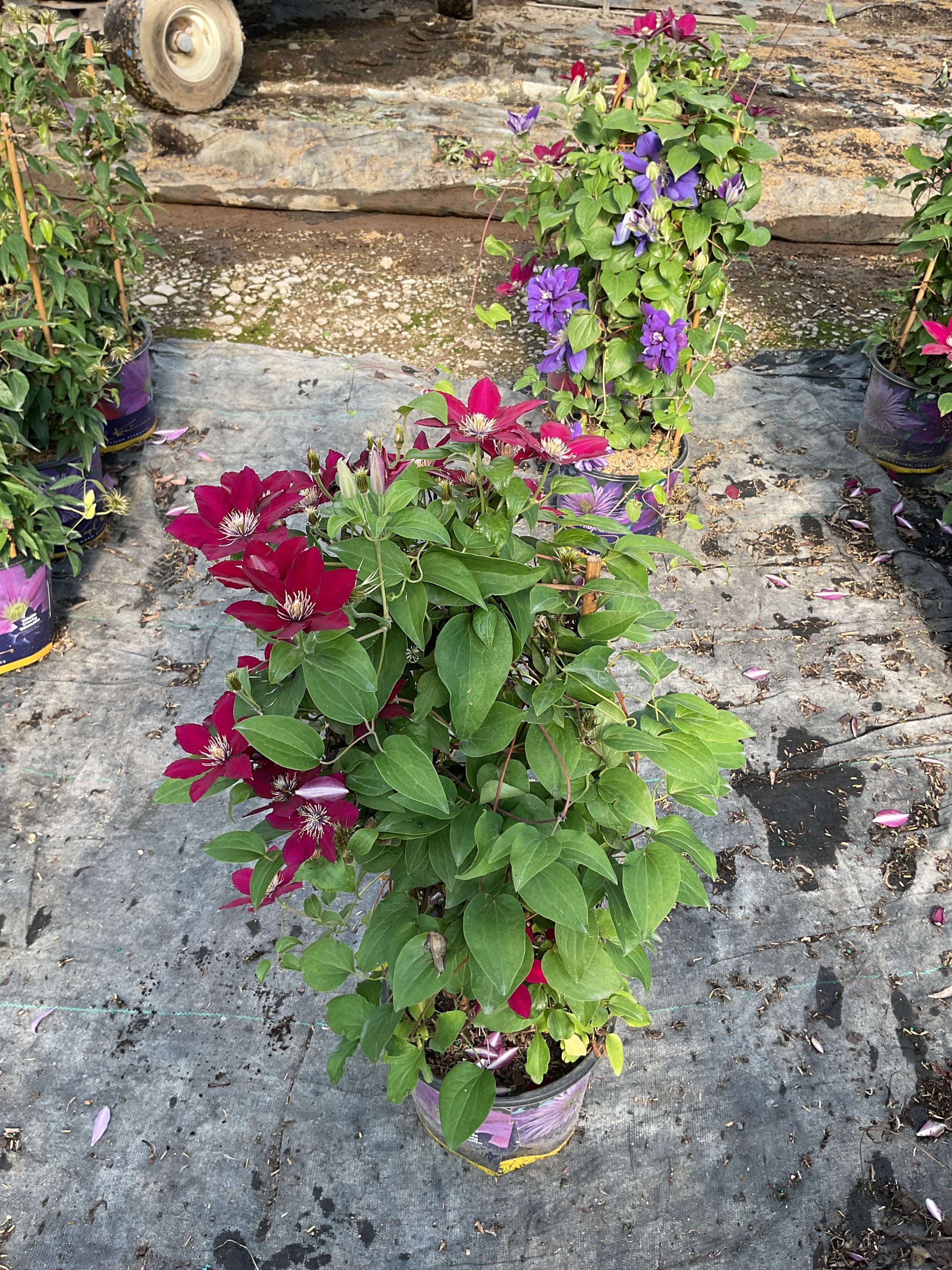Clematis 'Jie'