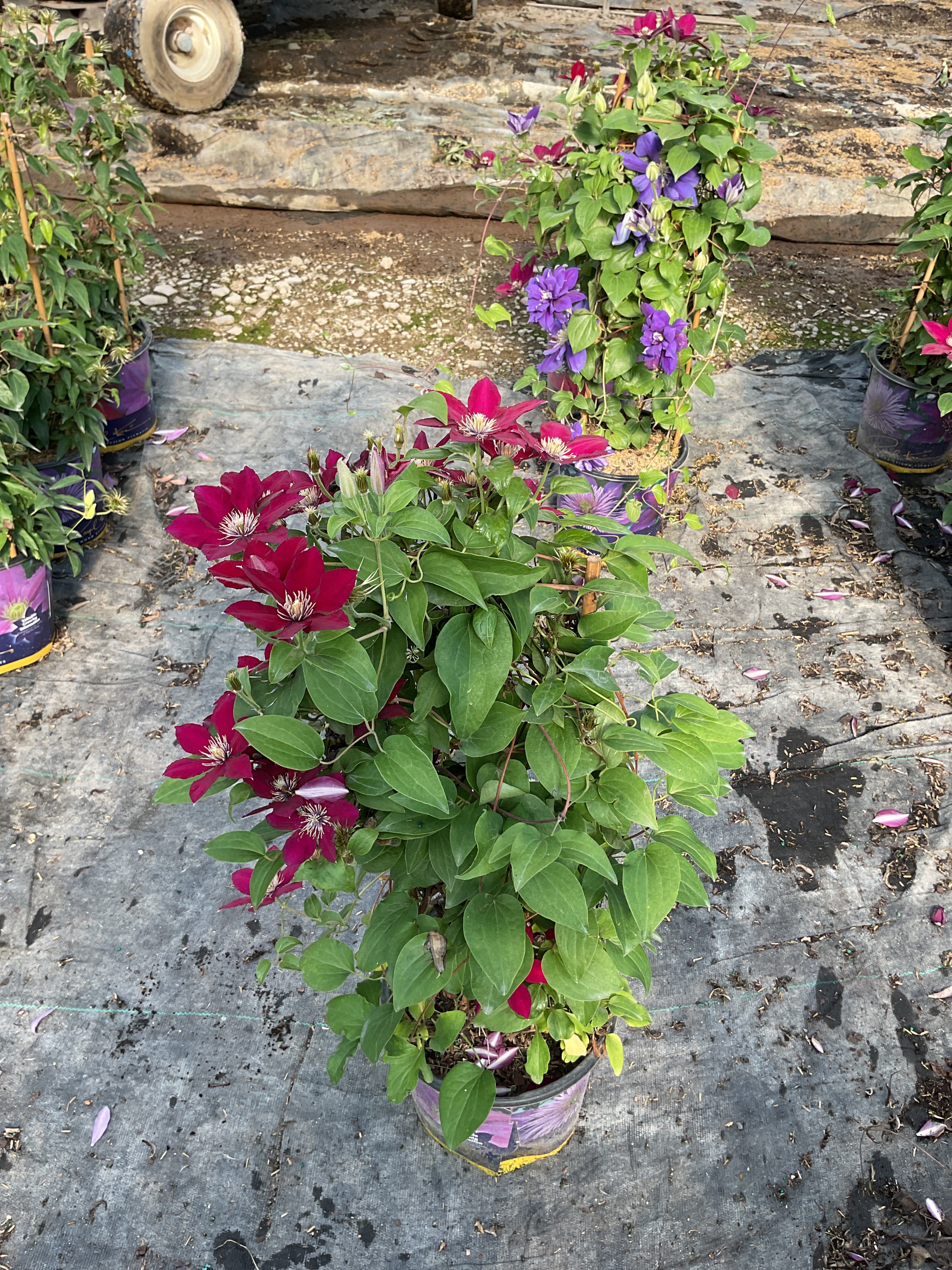 Clematis 'Jie'