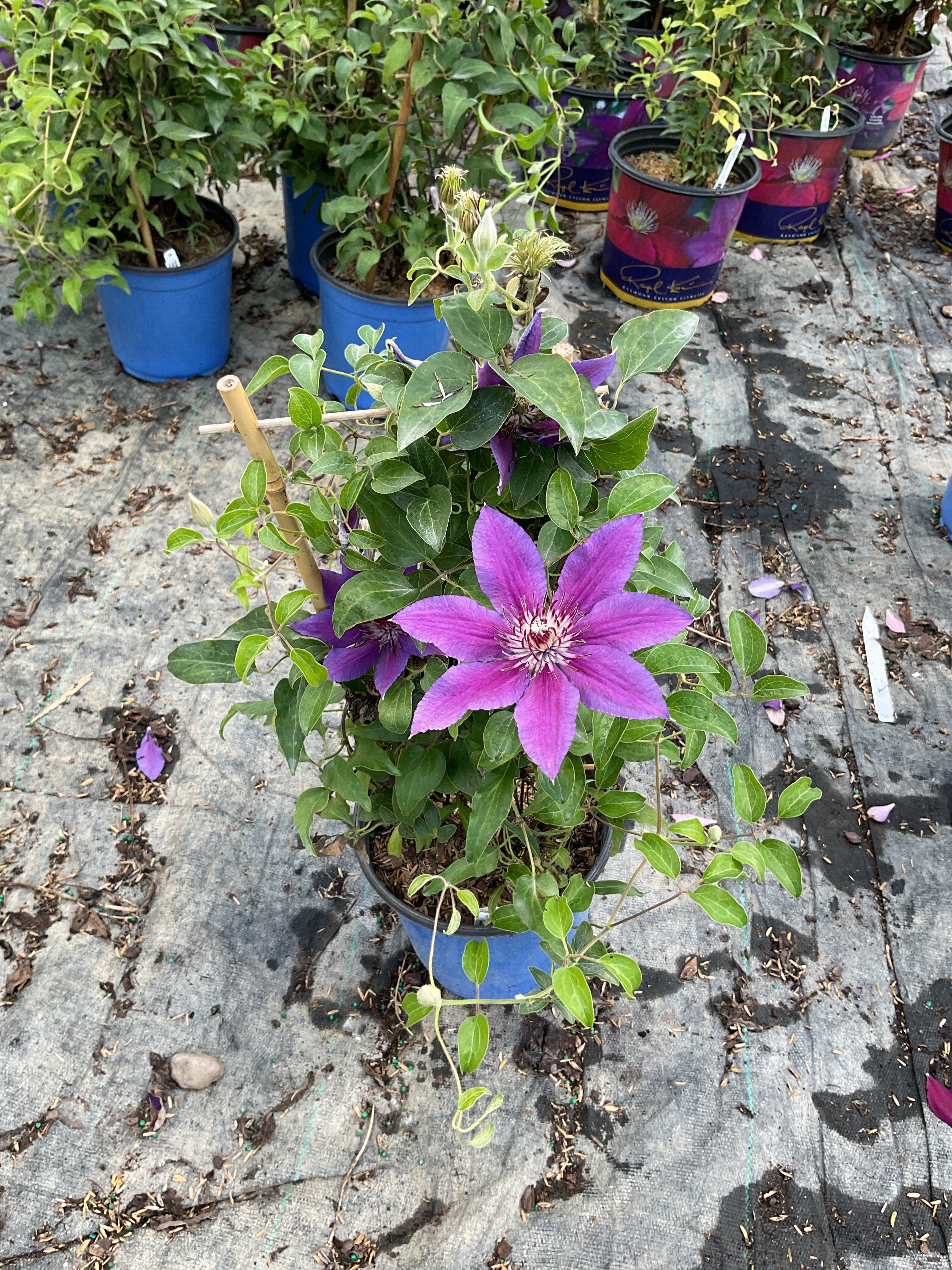 Clematis paulie