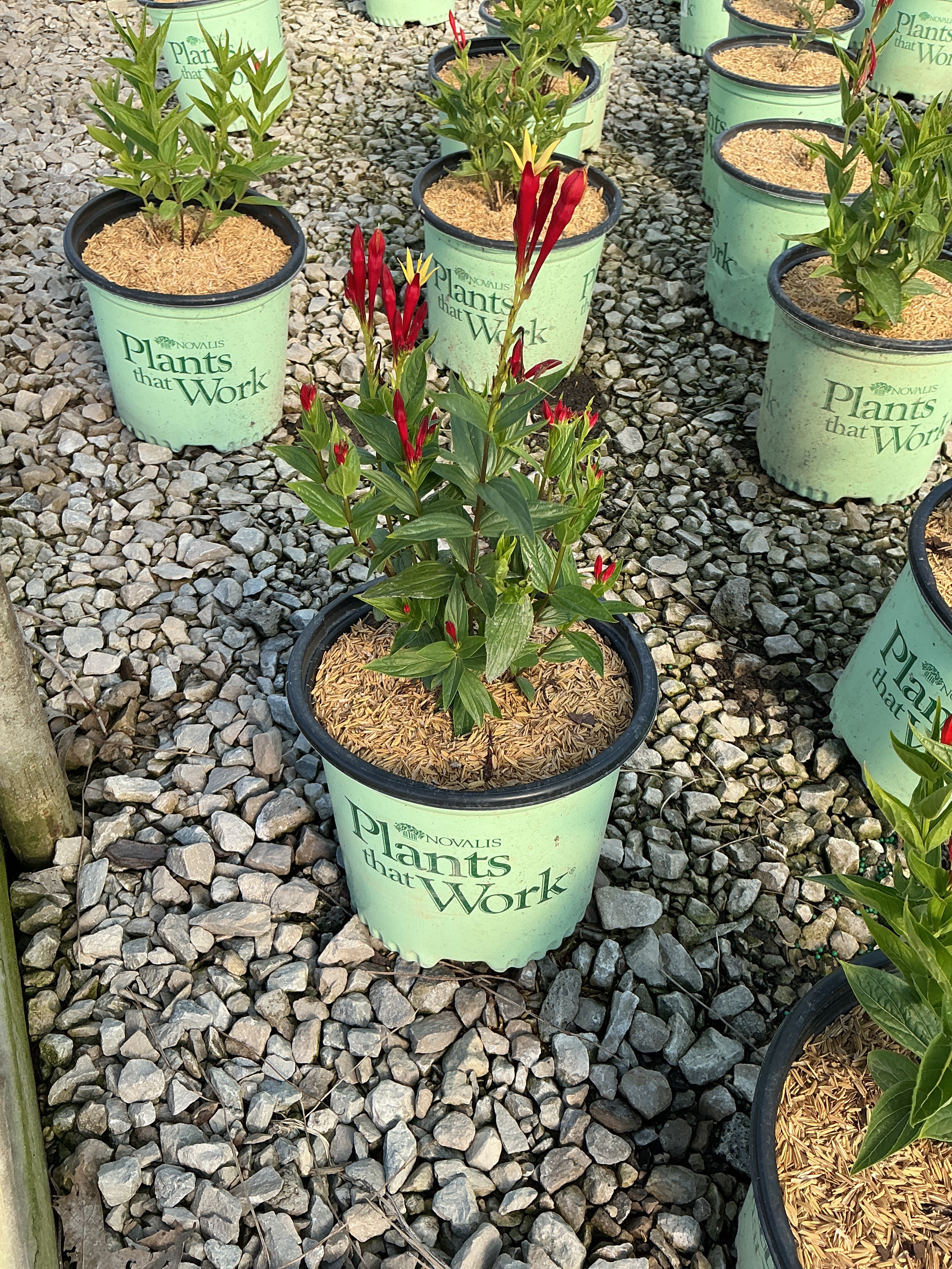 Spigelia ragin 'Cajun'