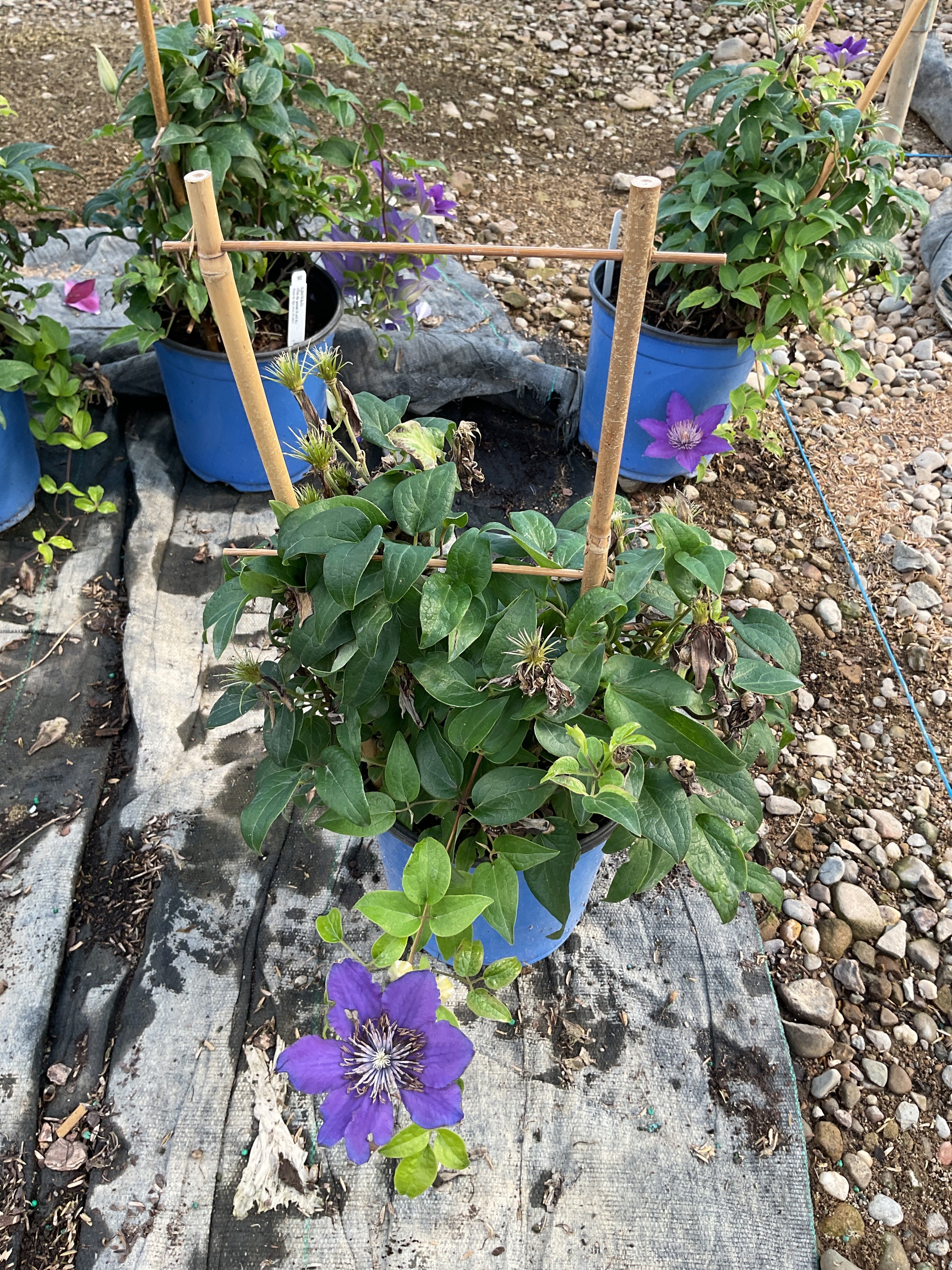 Clematis bijou 'Trailing'