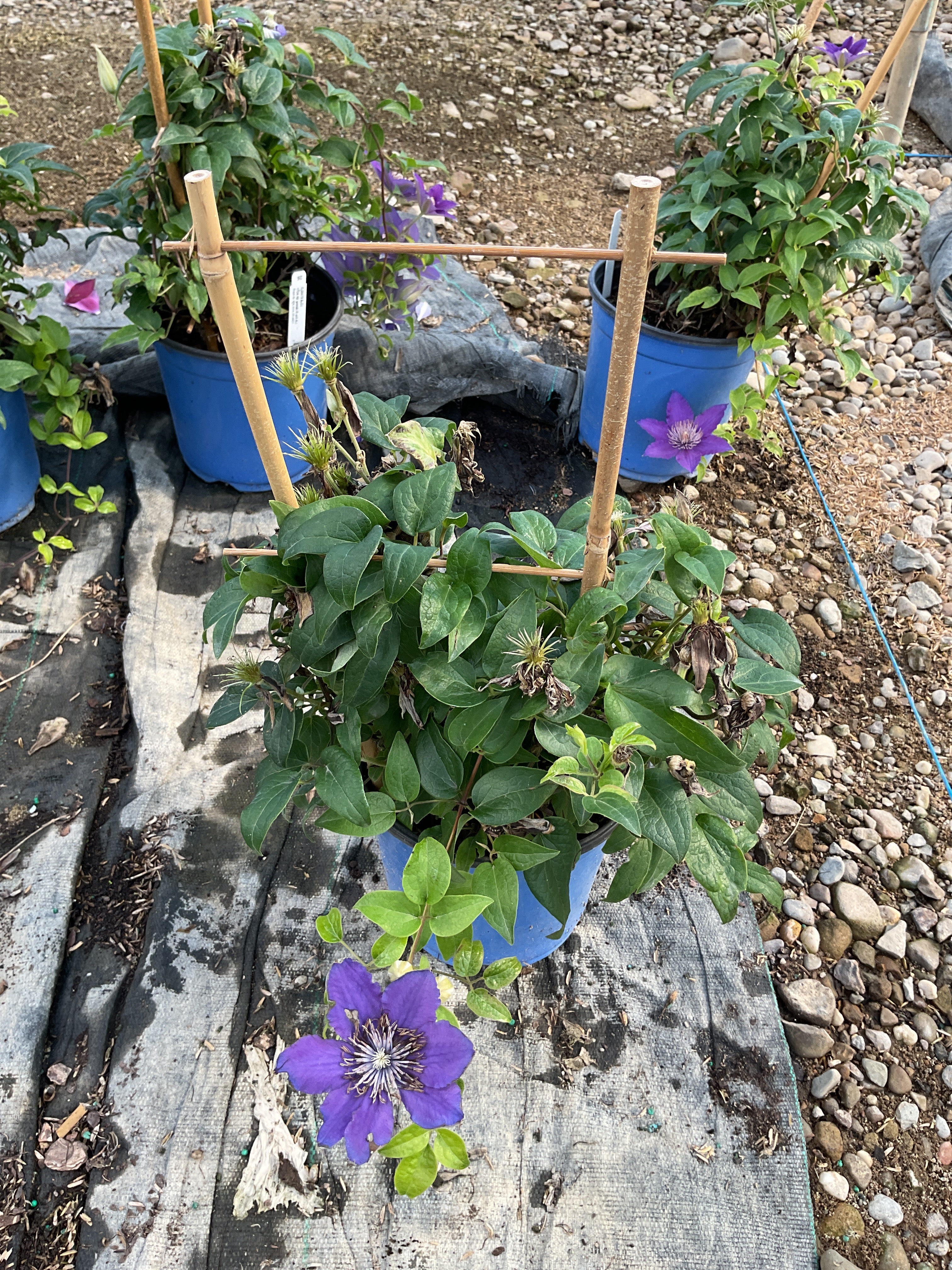 Clematis bijou 'Trailing'