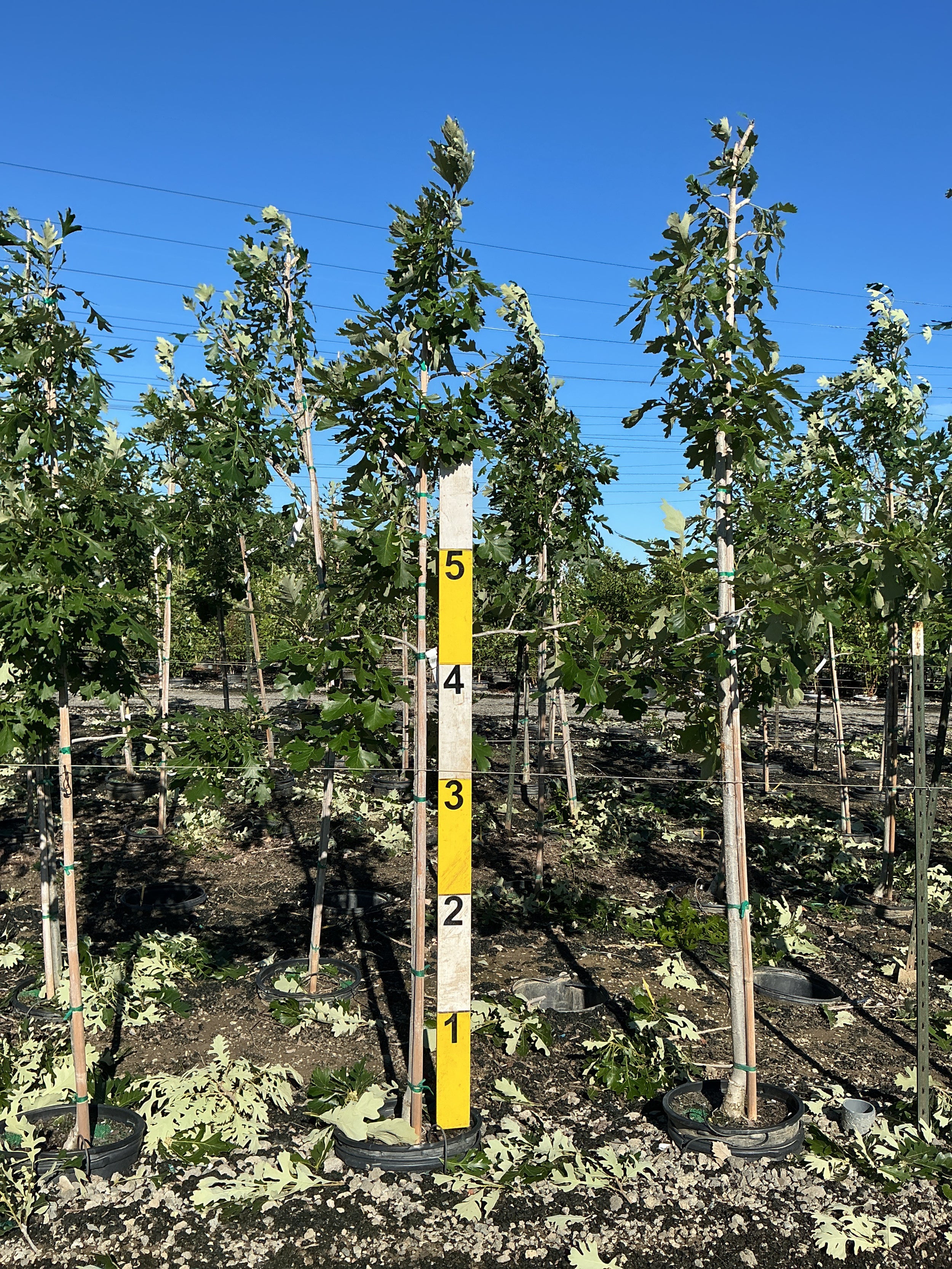 Quercus macrocarpa