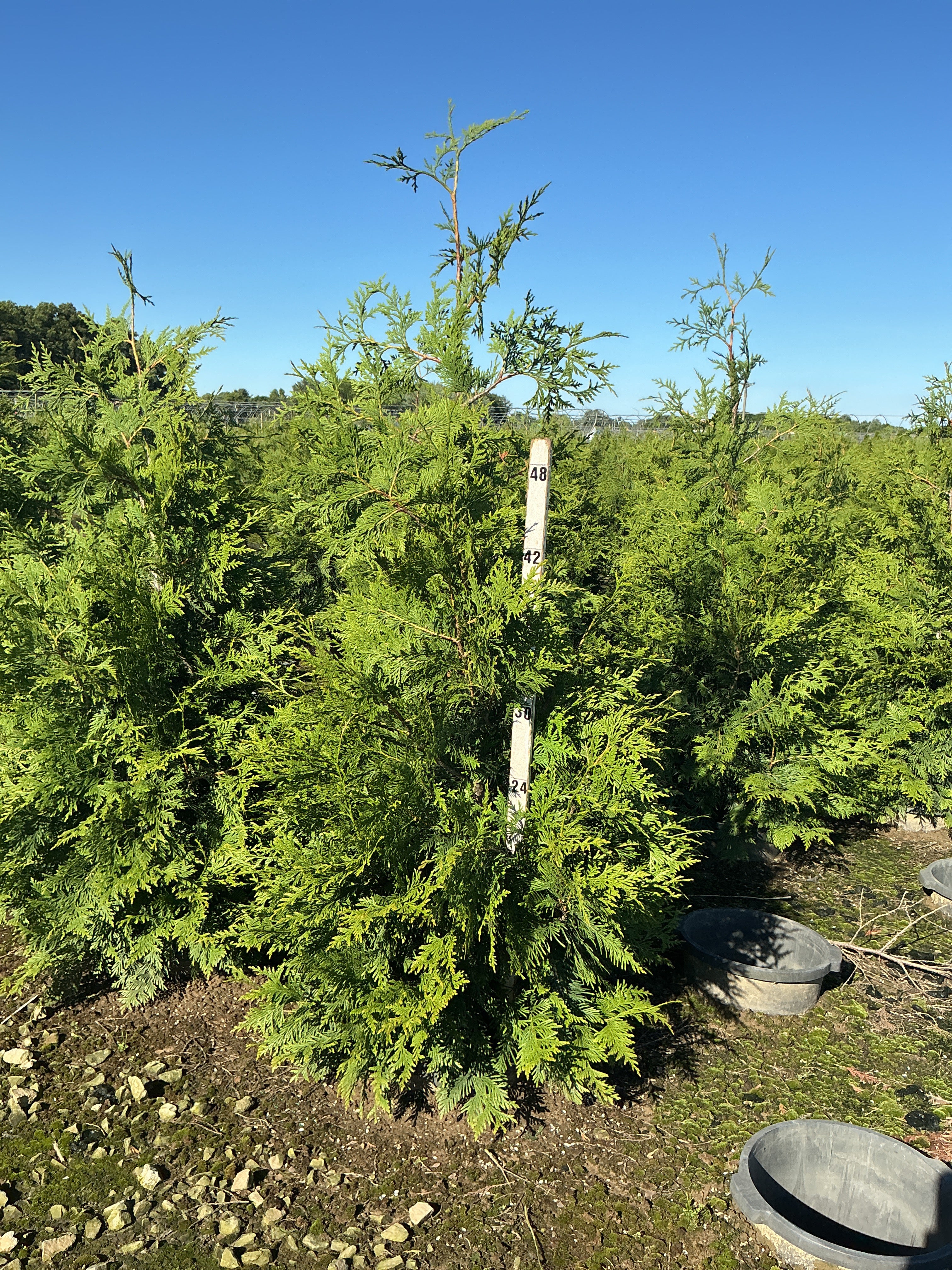 Thuja plicata 'Green Giant'